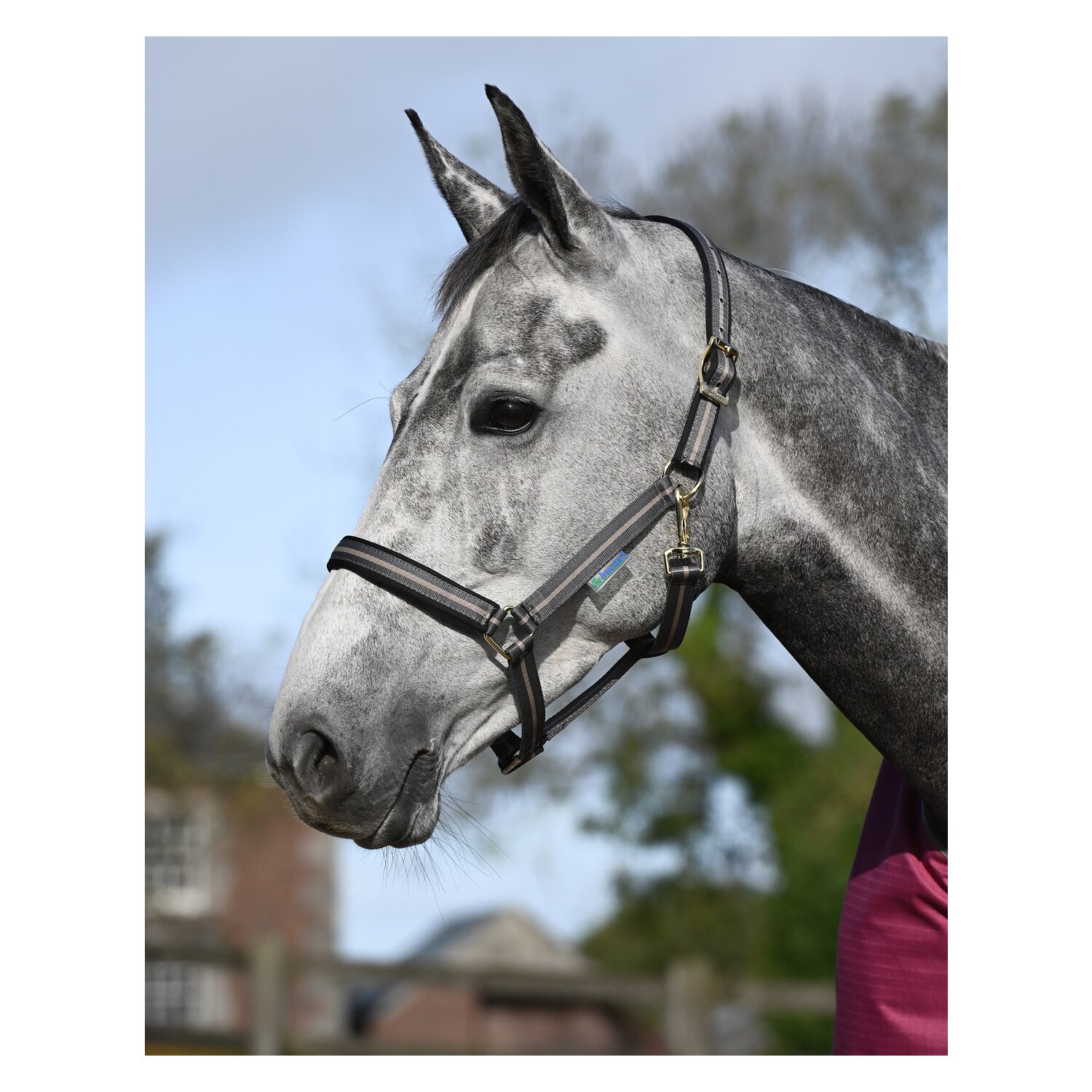 bucas Halfter Dublin – Ansicht 1