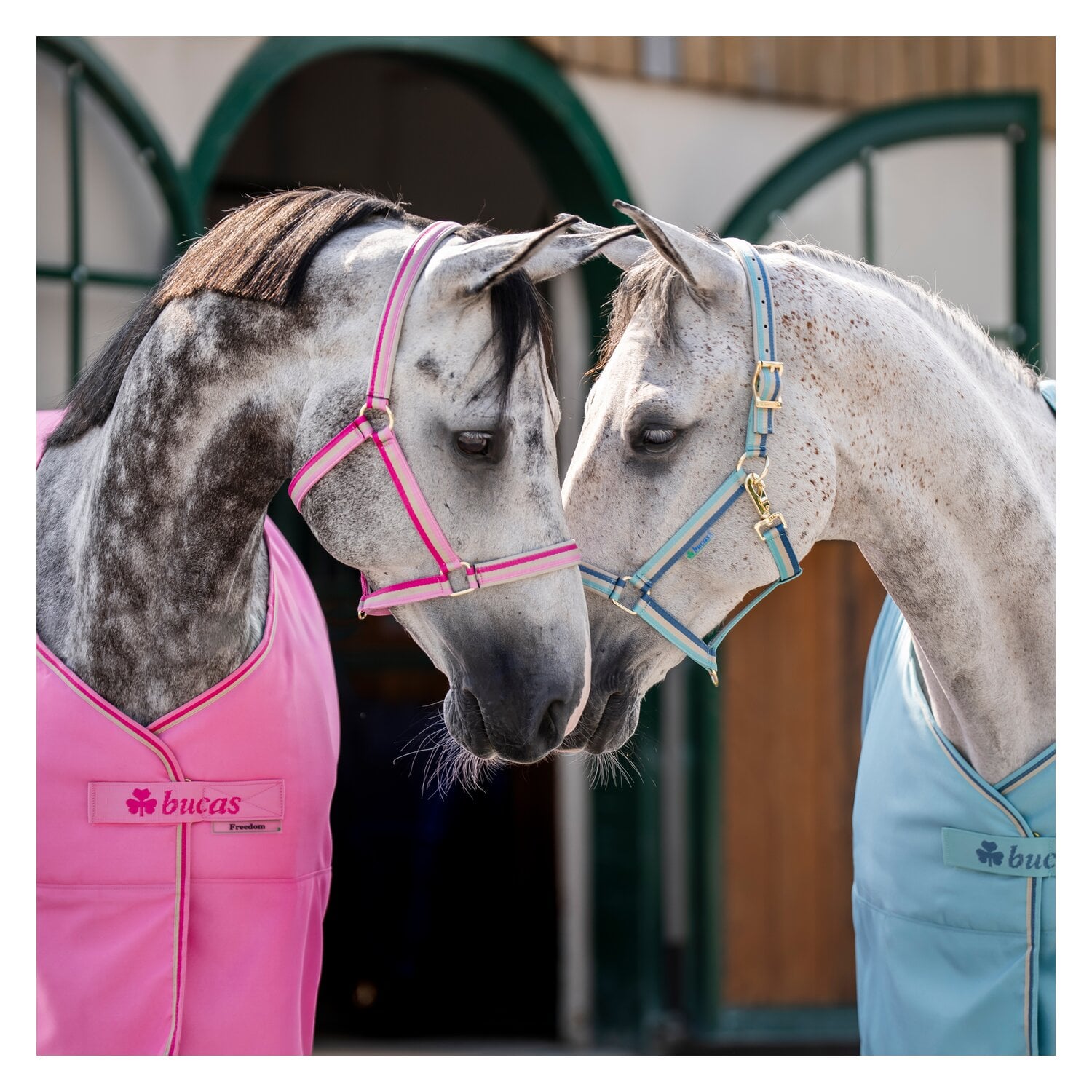 bucas Halfter Dublin &ndash; Ansicht 3