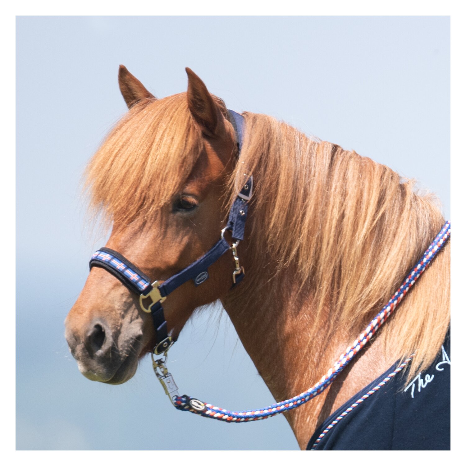 Horse-friends Island-Halfter Keflavik – Ansicht 2