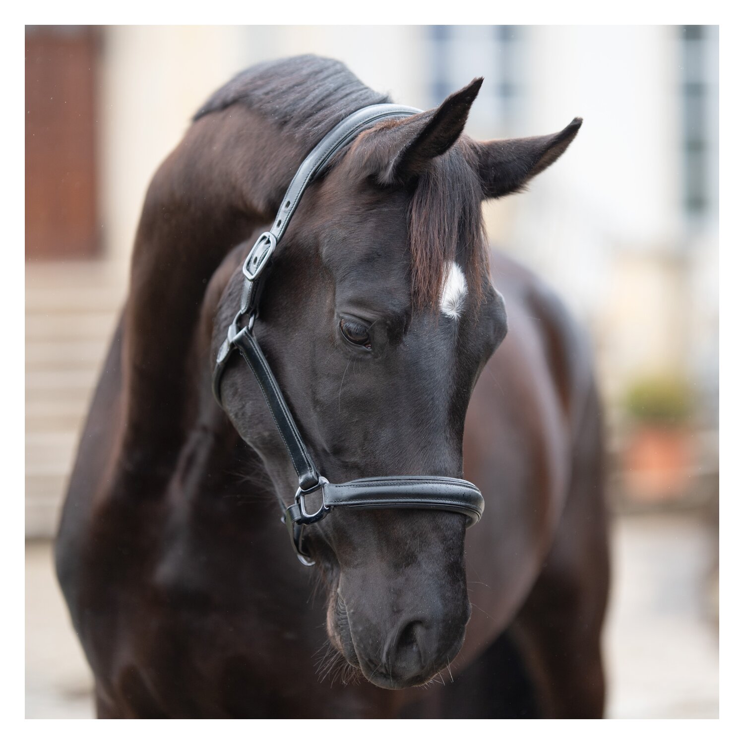 Loesdau Soft-Lederstallhalfter Noir &ndash; Ansicht 2