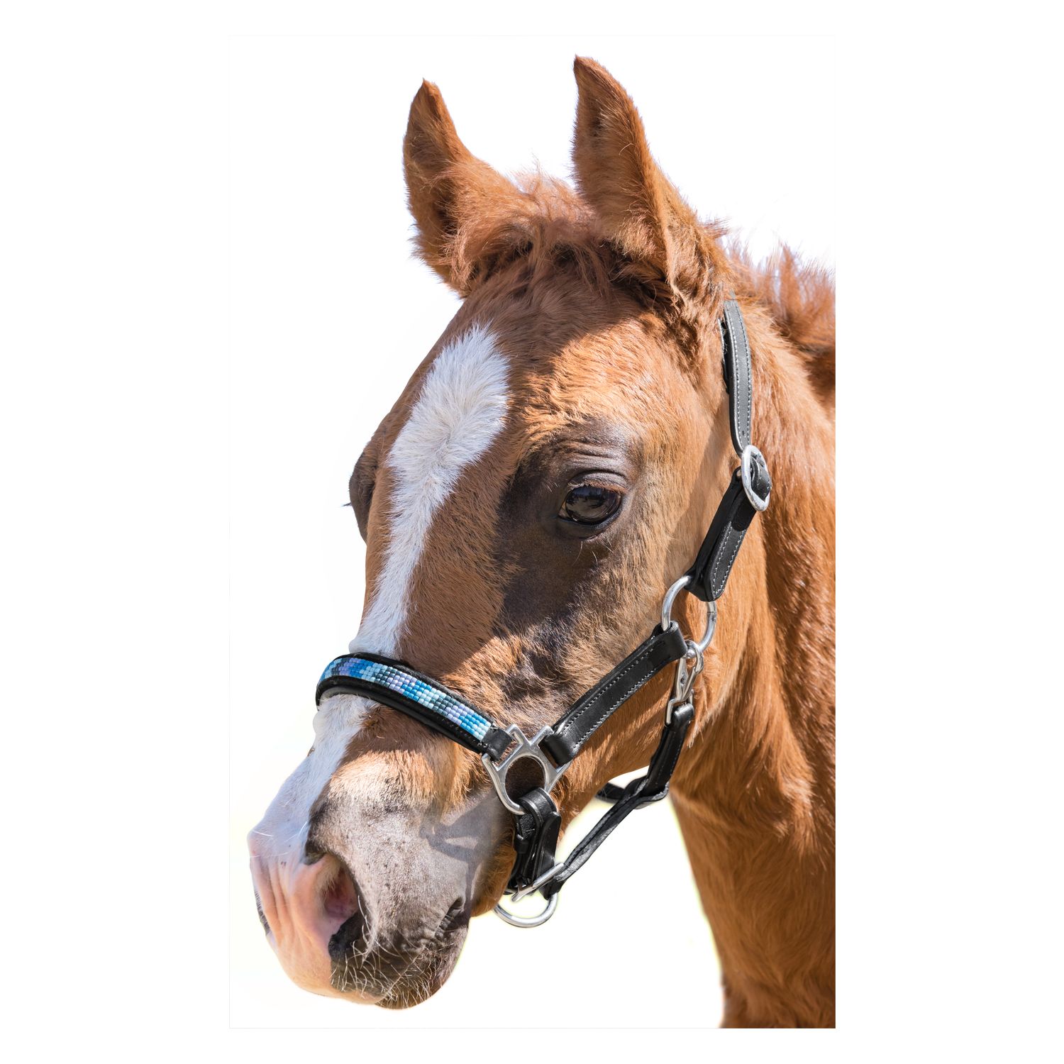 Loesdau Lederstallhalfter – Ansicht 2