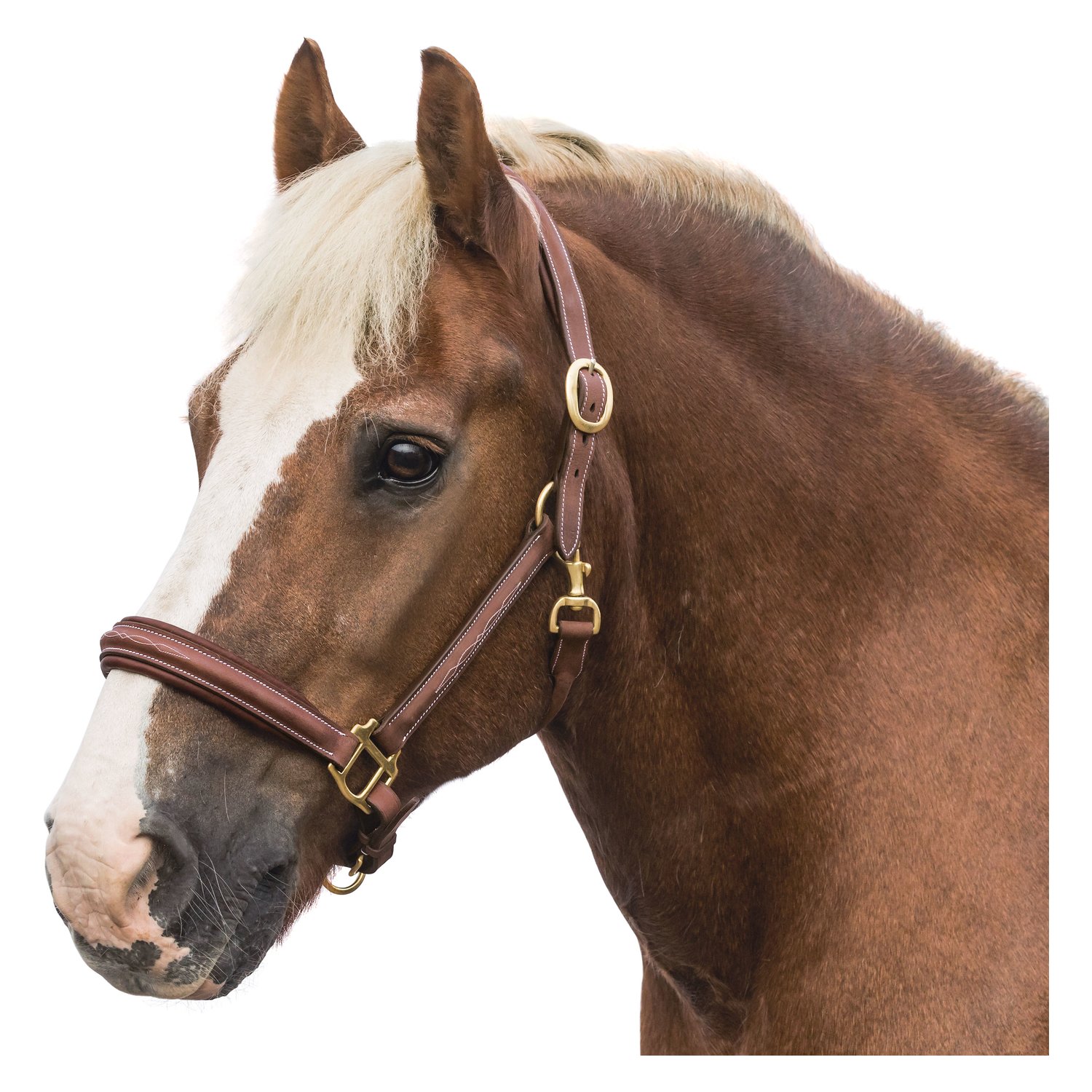 Loesdau Lederhalfter Boston &ndash; Ansicht 1