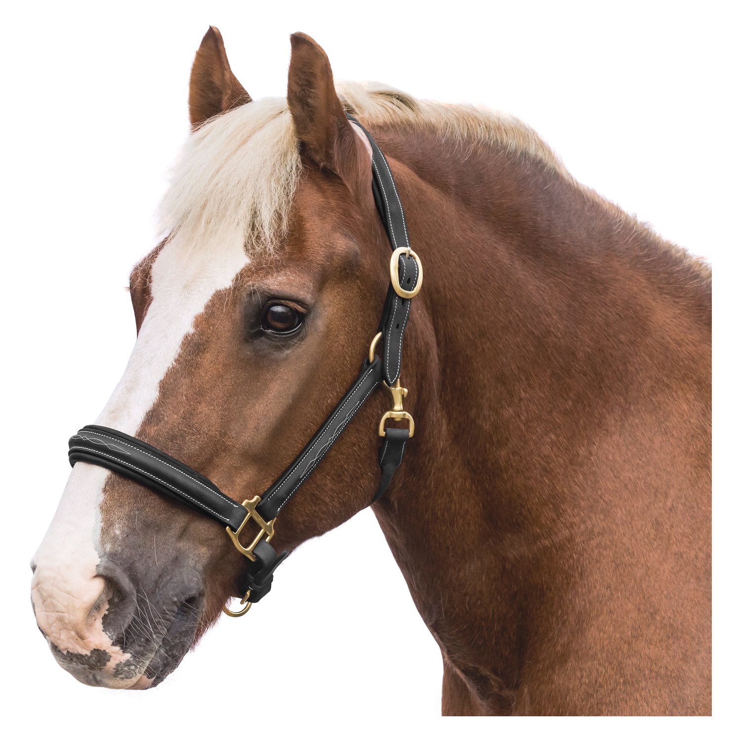 Loesdau Lederhalfter Boston – Ansicht 1