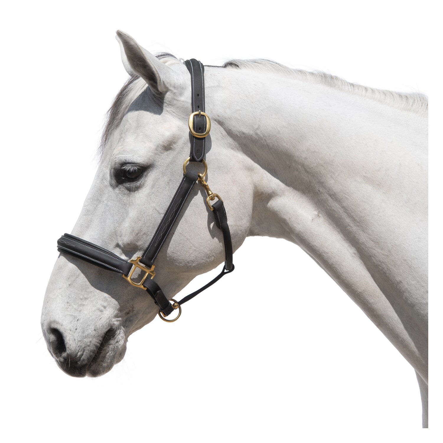 Loesdau Lederhalfter Boston – Ansicht 2