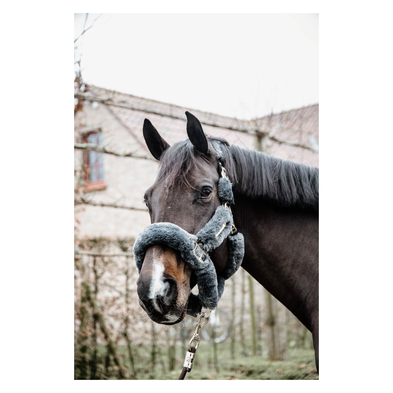 KENTUCKY Lammfell-Transport-Halfter – Ansicht 2
