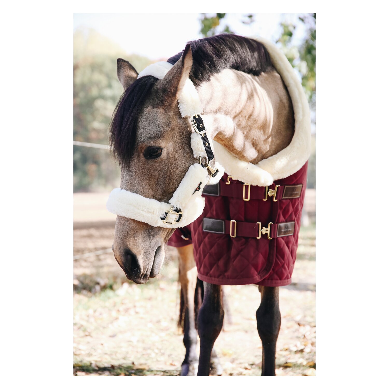 KENTUCKY Lammfell-Transport-Halfter – Ansicht 2