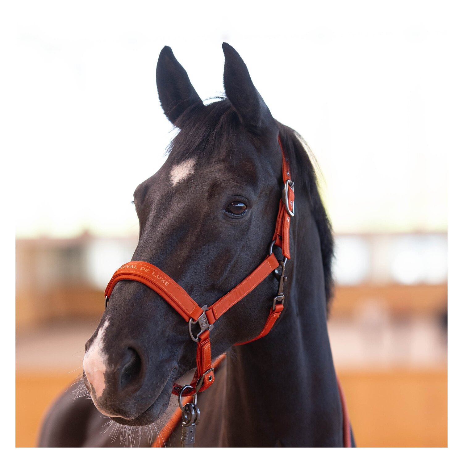 Cheval de Luxe Halfter Lyon &ndash; Ansicht 2