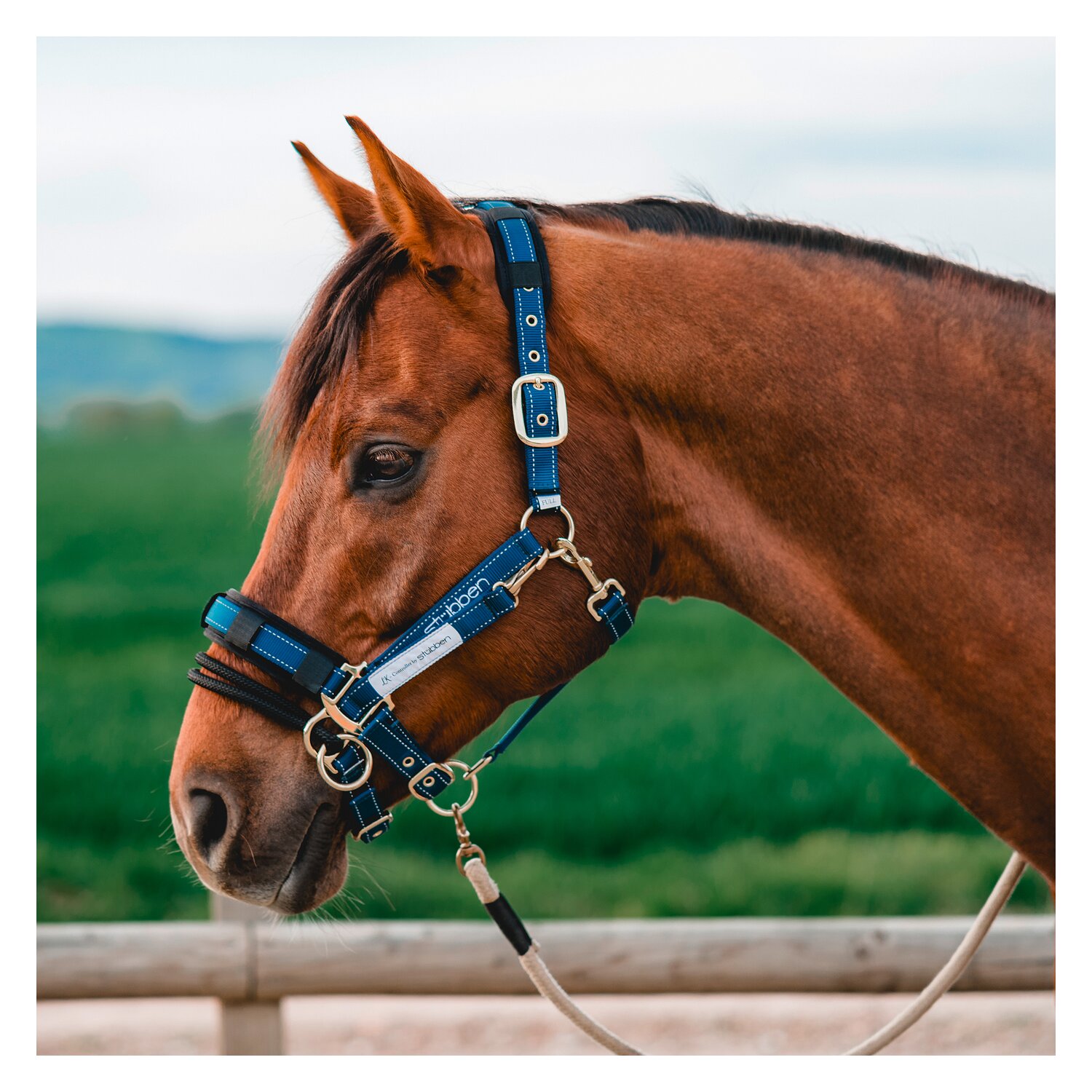 Stübben LK-Controller für Stallhalfter – Ansicht 3