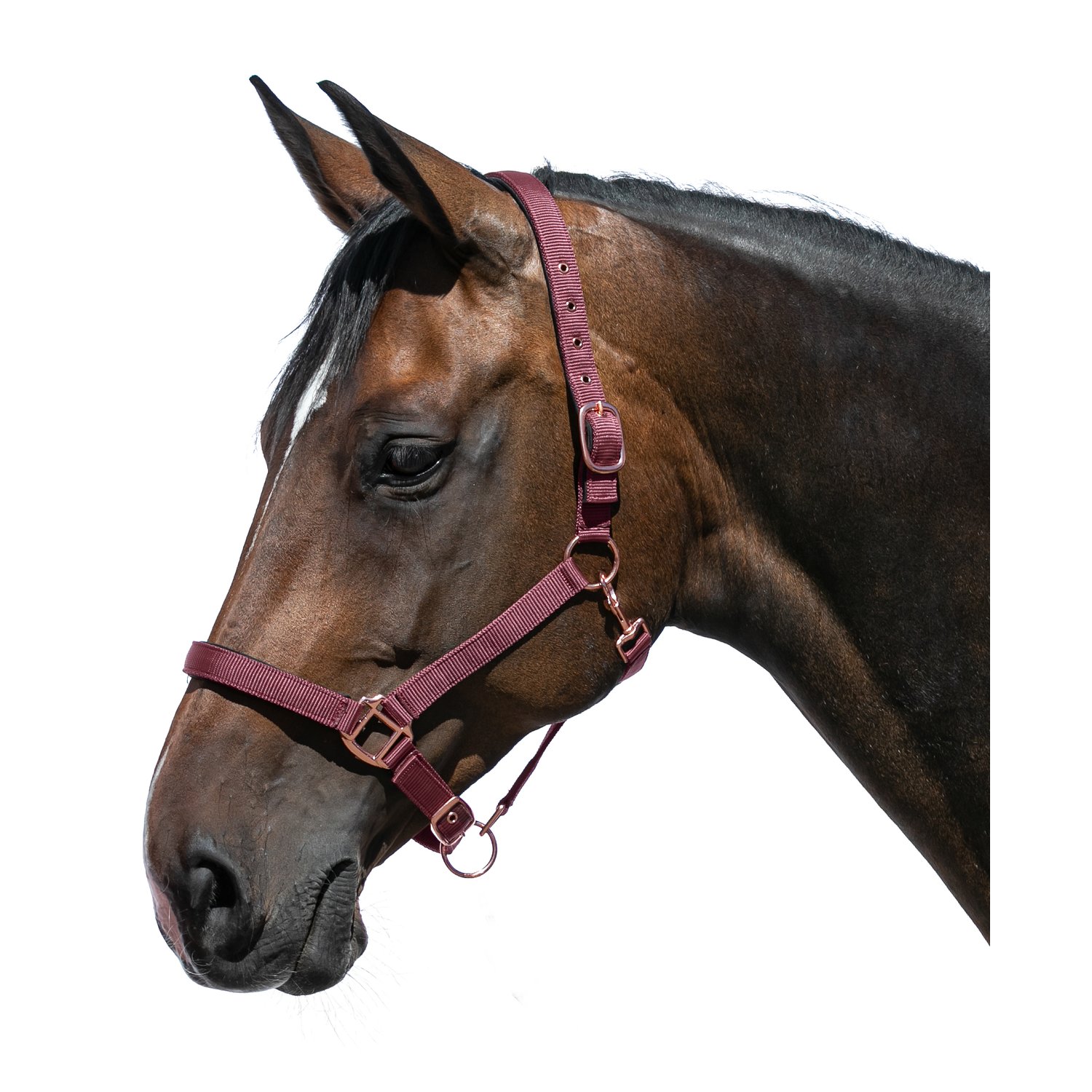 Horse-friends Halfter Lima – Ansicht 1