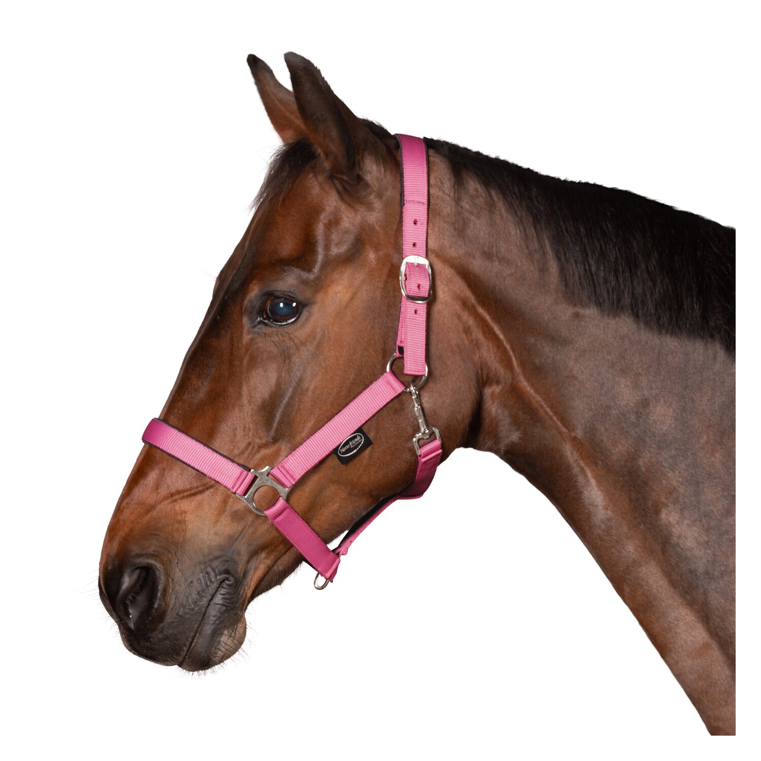 Horse-friends Webhalfter Pin Buckle &ndash; Ansicht 2