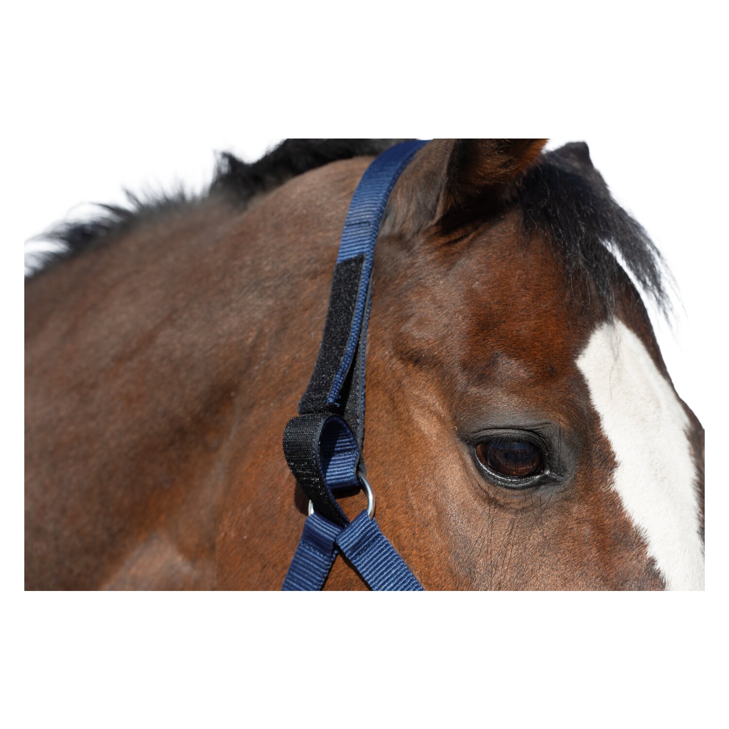 Horse-friends Sicherheits-Halfter – Ansicht 2
