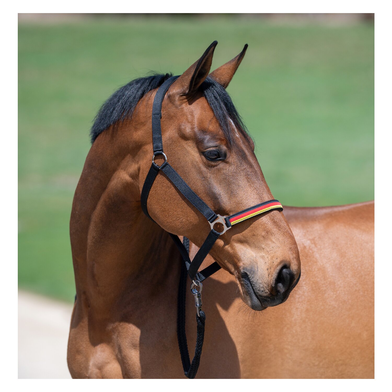 Horse-friends Halfter Deutschland WM 2026 &ndash; Ansicht 1