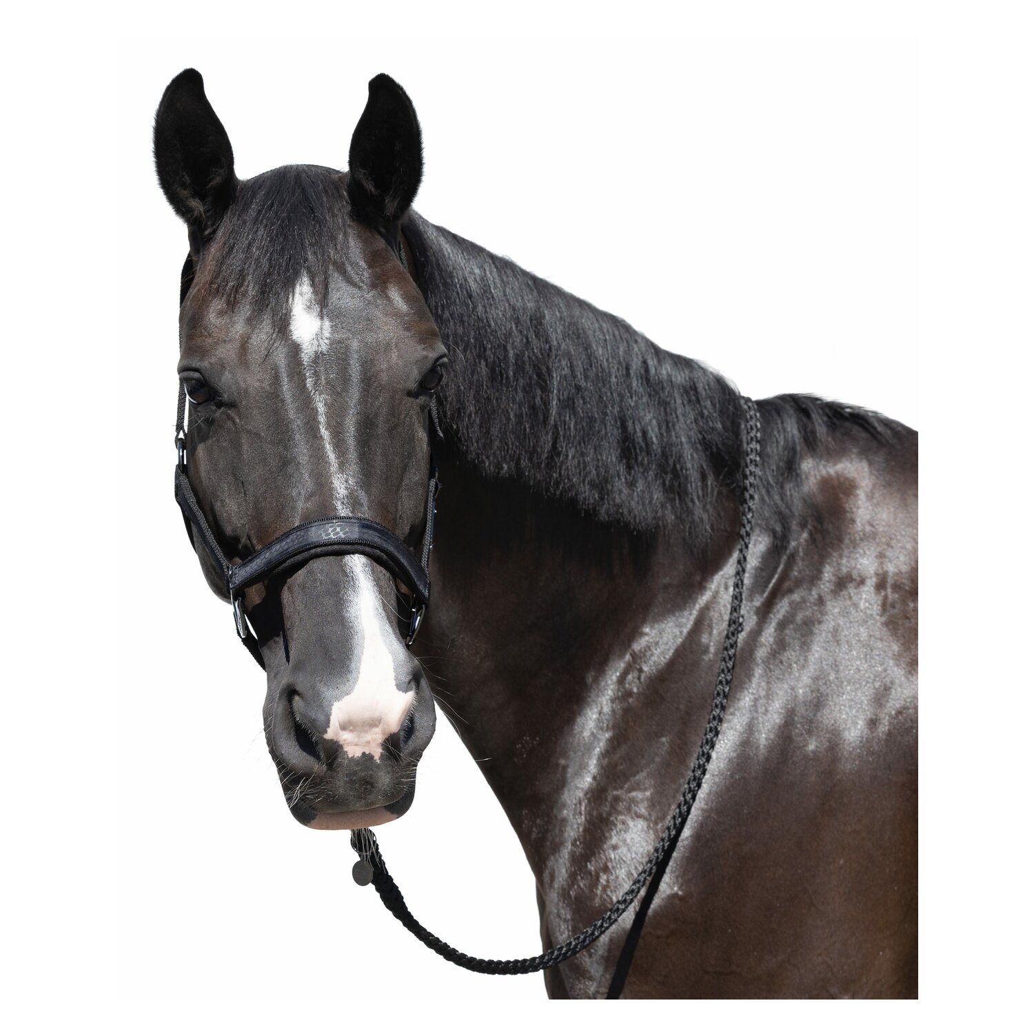 Cheval de Luxe Halfter Limoges &ndash; Ansicht 2