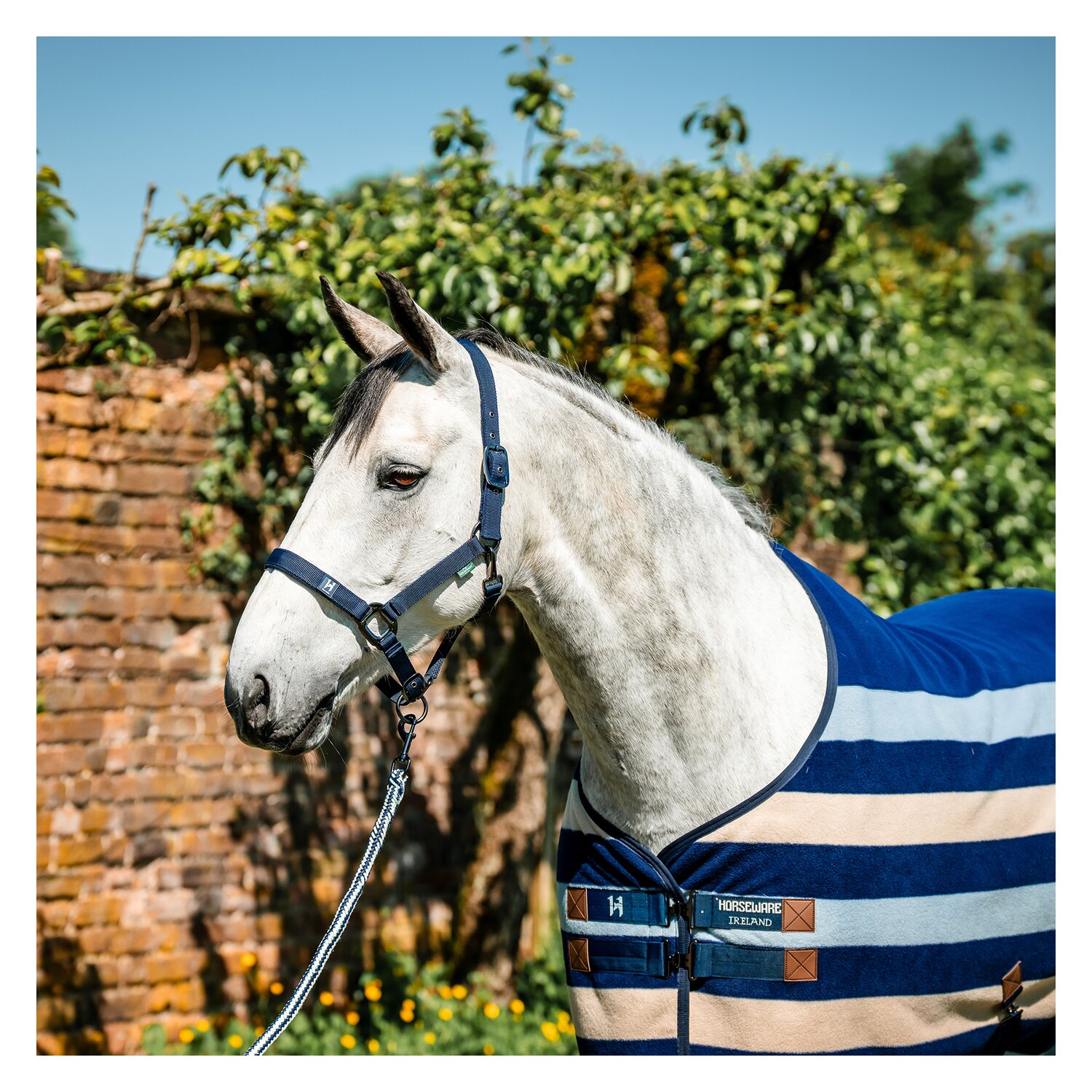 HORSEWARE Halfter und Führstrick Newmarket – Ansicht 7