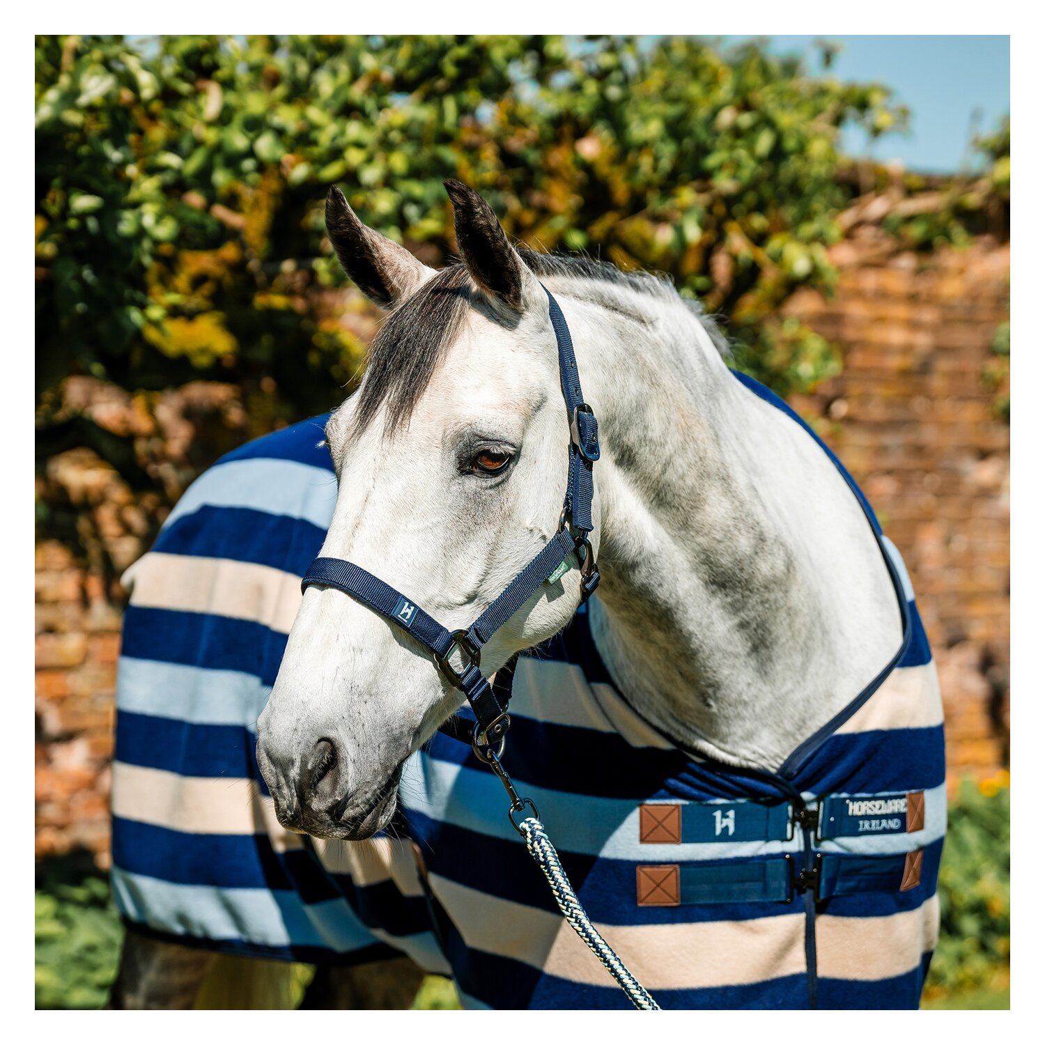 HORSEWARE Halfter und Führstrick Newmarket – Ansicht 6