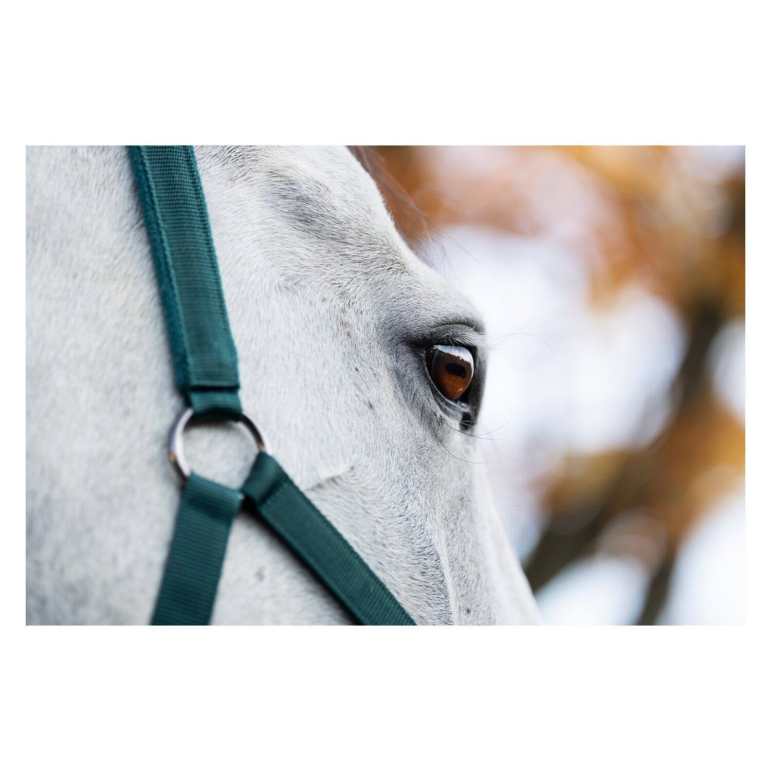 HORSEWARE Halfter und Führstrick – Ansicht 2