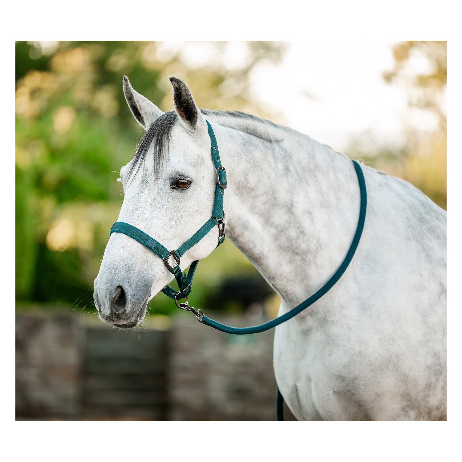 HORSEWARE Halfter und Führstrick – Ansicht 1