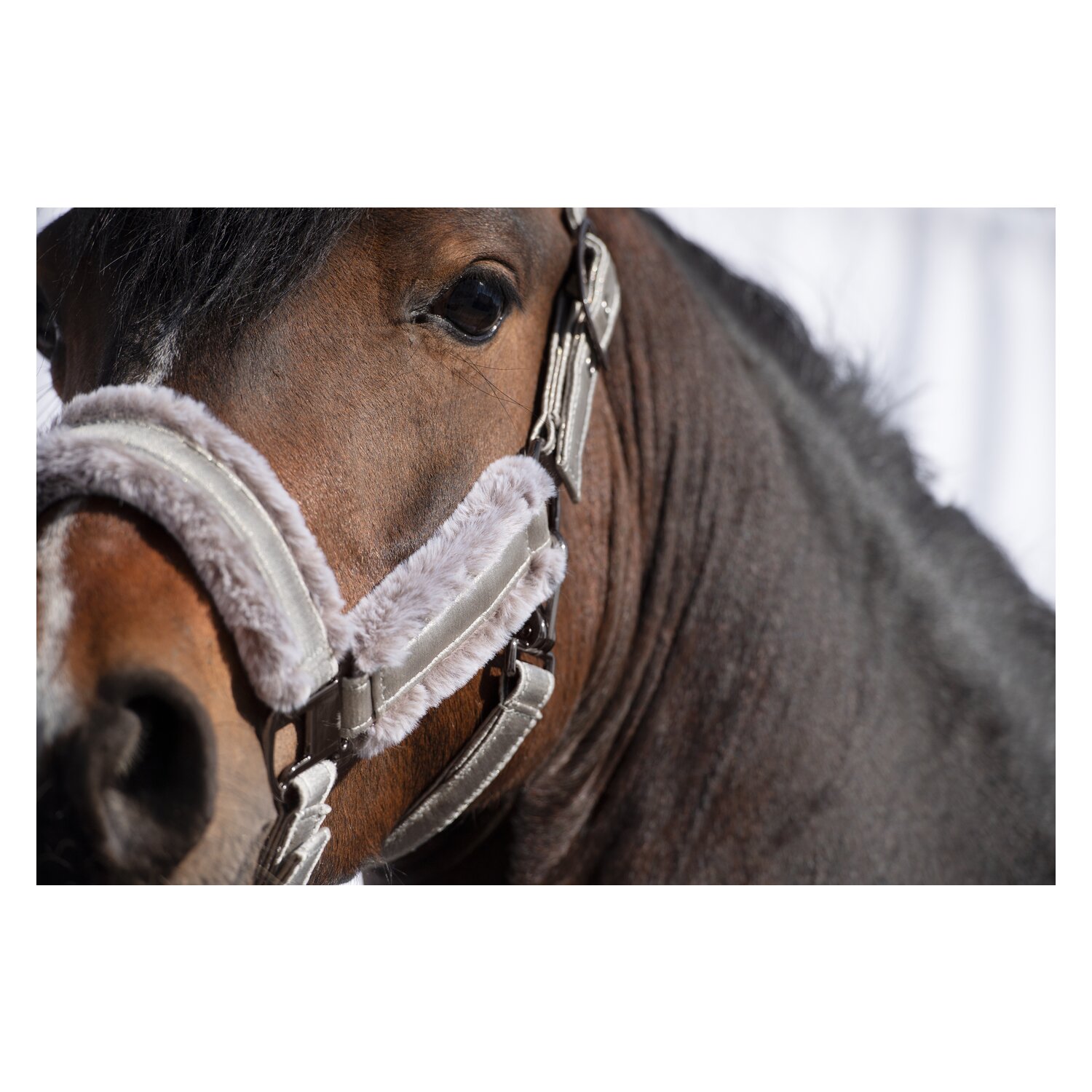 RIDE now Halfter Cairns – Ansicht 3