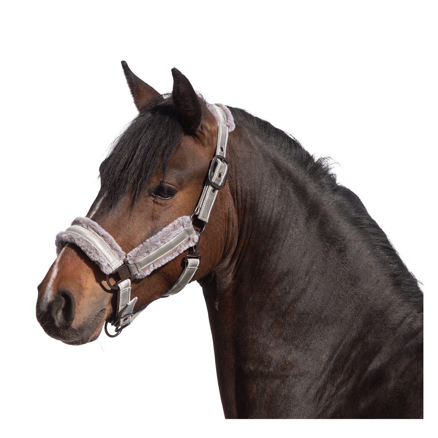 RIDE now Halfter Cairns – Ansicht 1