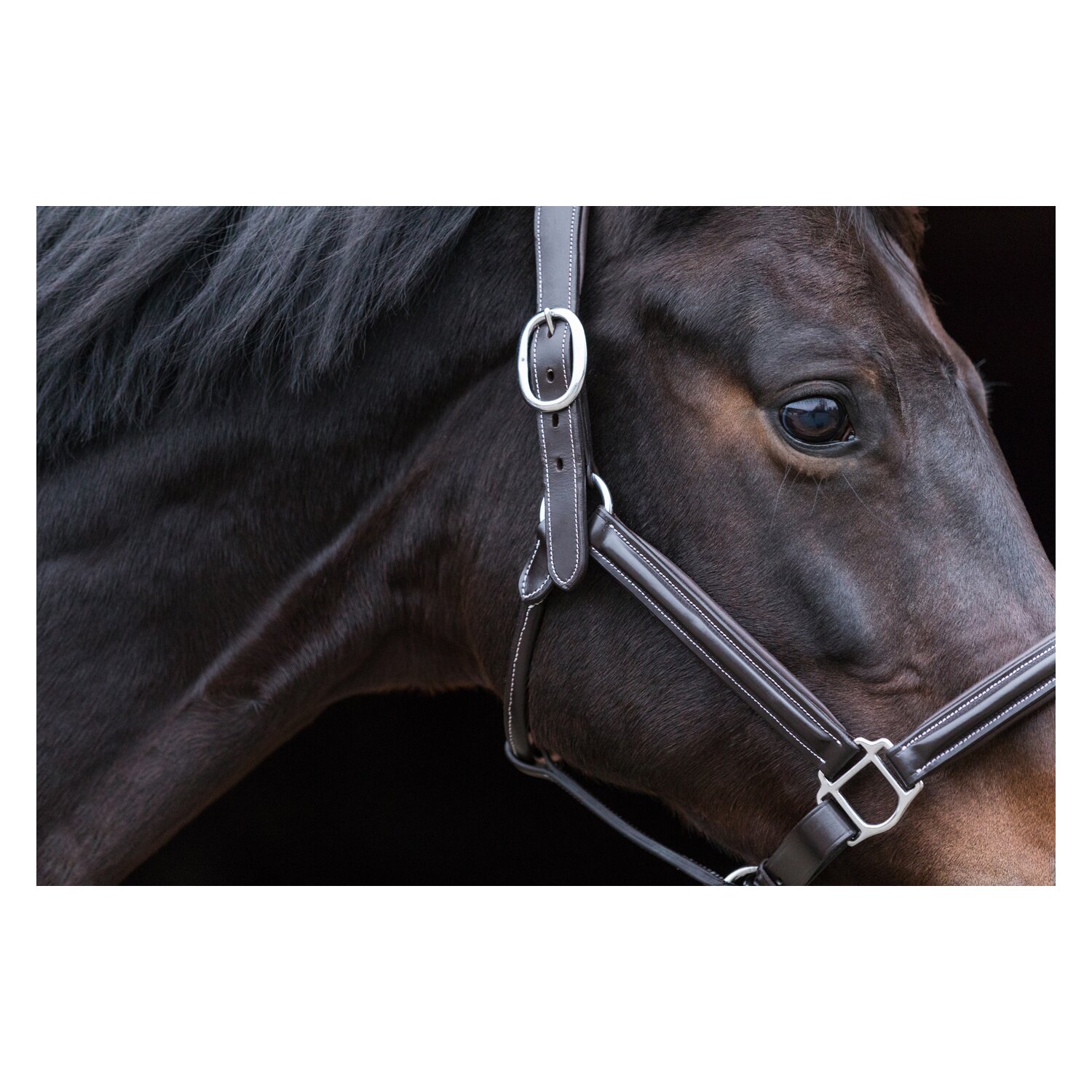EQUINE MICROTEC Lederhalfter mit Kontrastnähten – Ansicht 1
