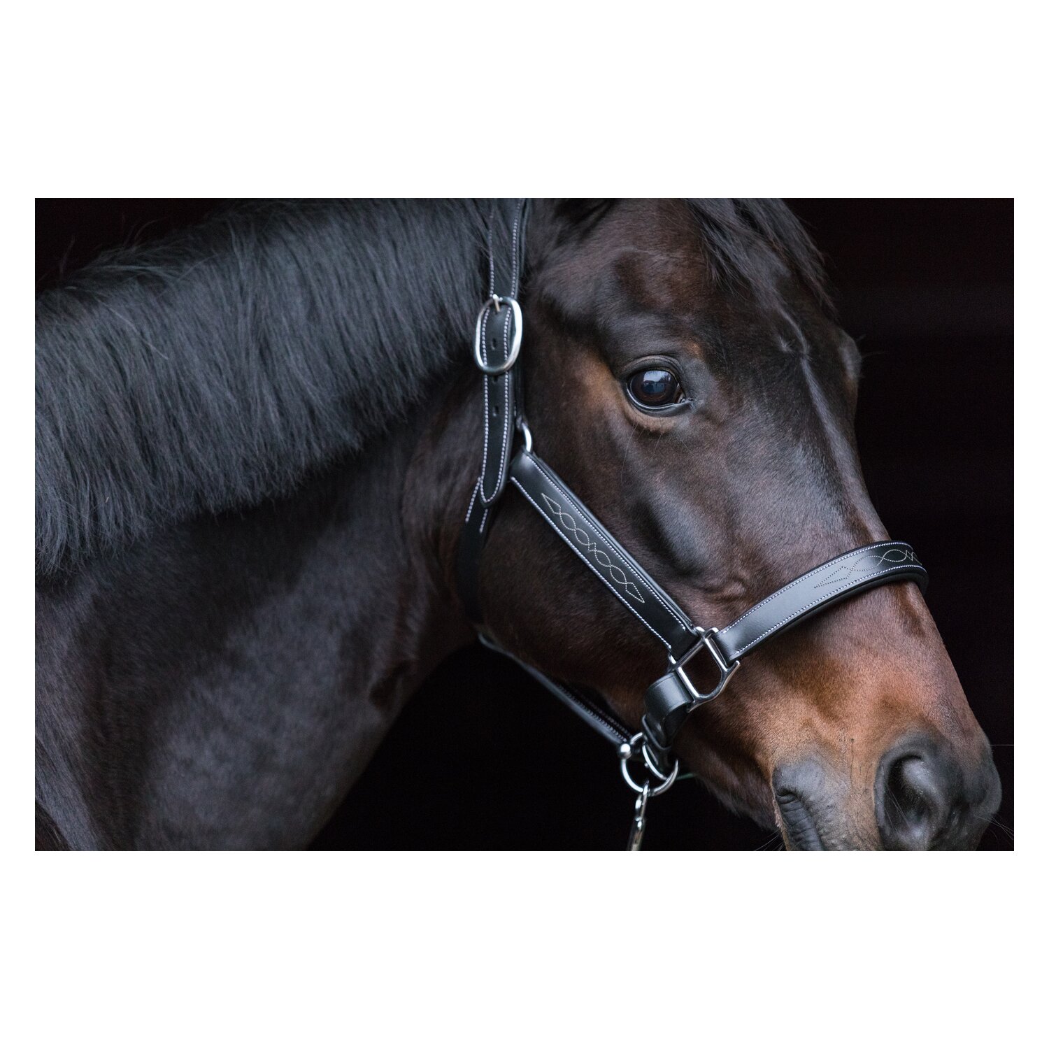 EQUINE MICROTEC Lederhalfter – Ansicht 2