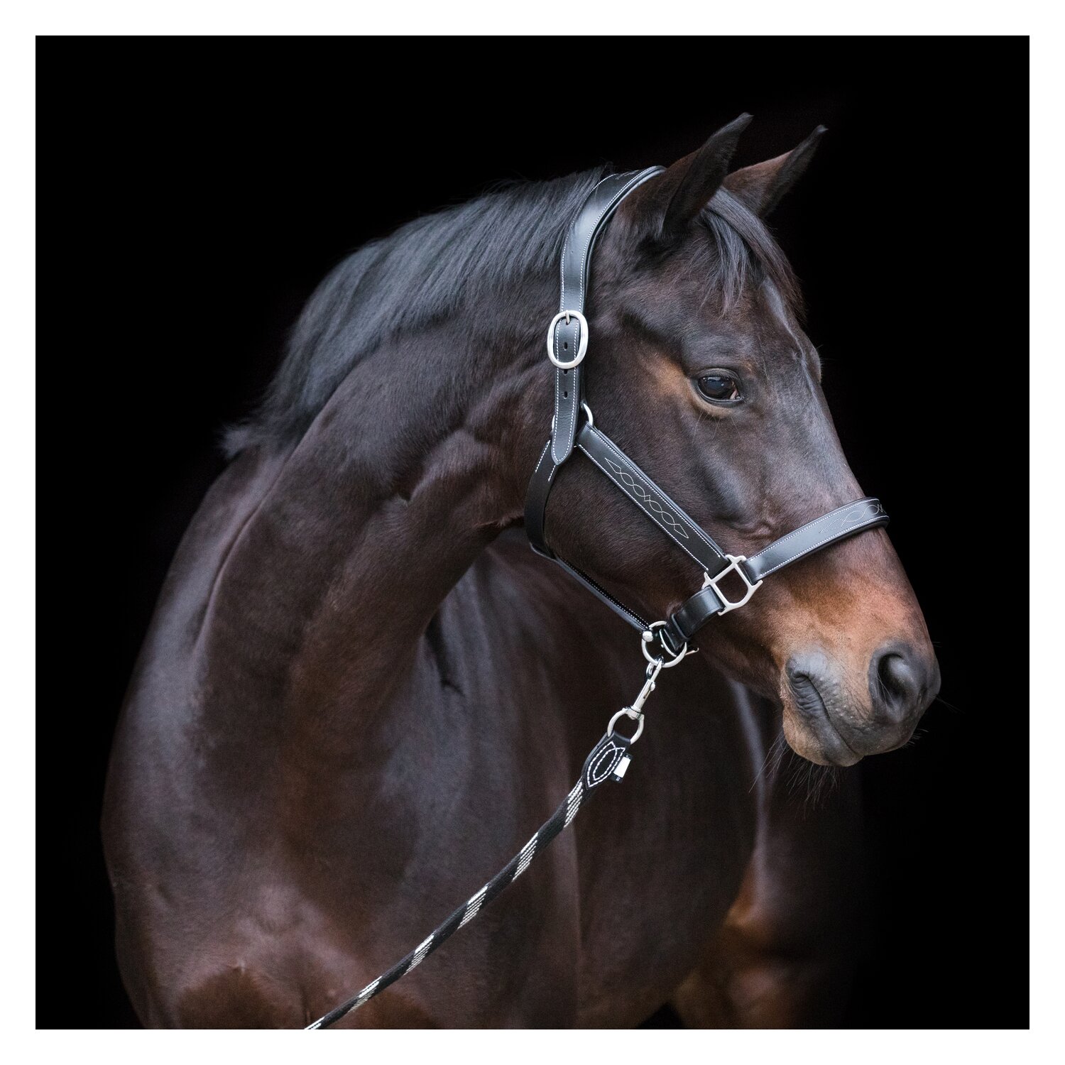 EQUINE MICROTEC Lederhalfter – Ansicht 1