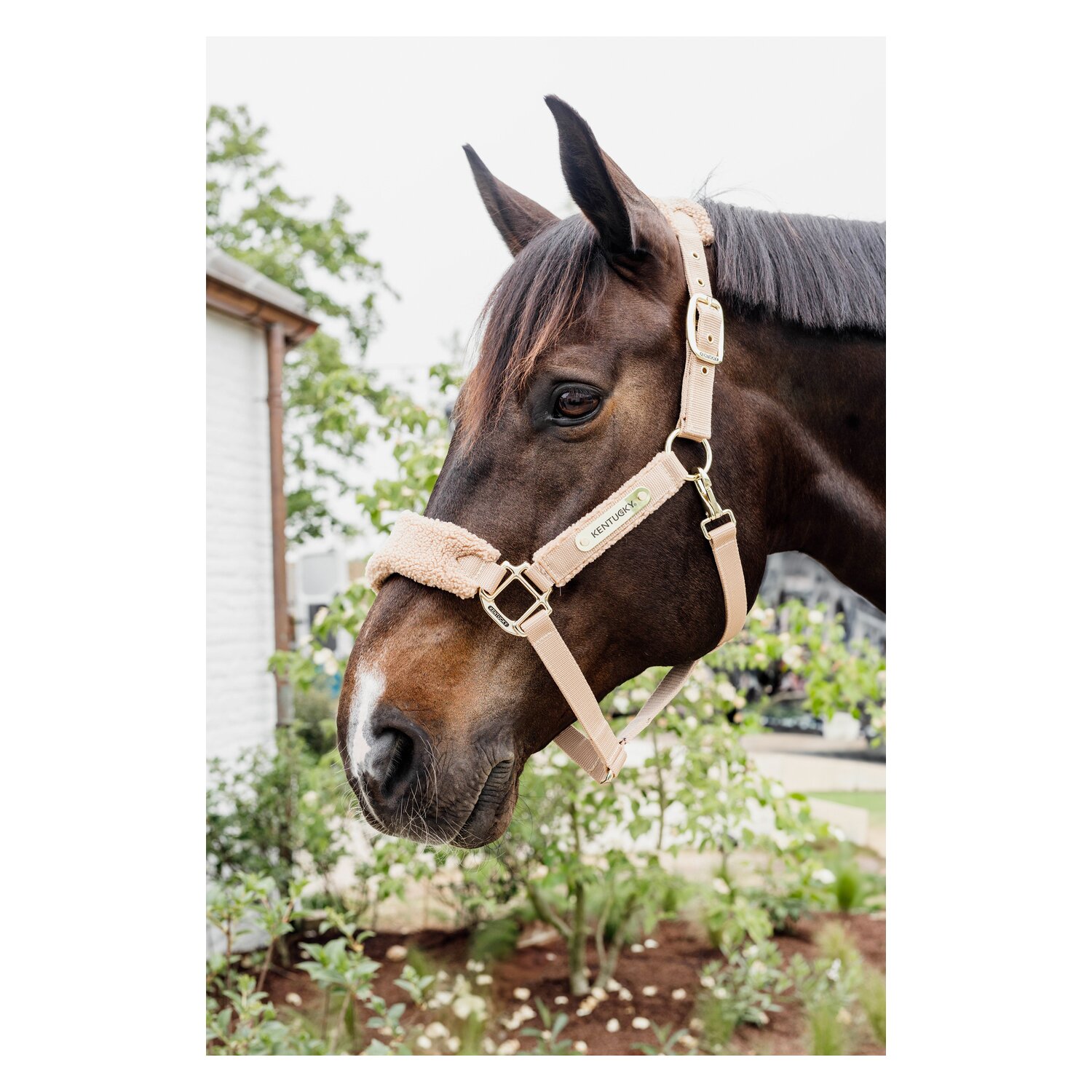 KENTUCKY Teddyfleece-Halfter – Ansicht 2