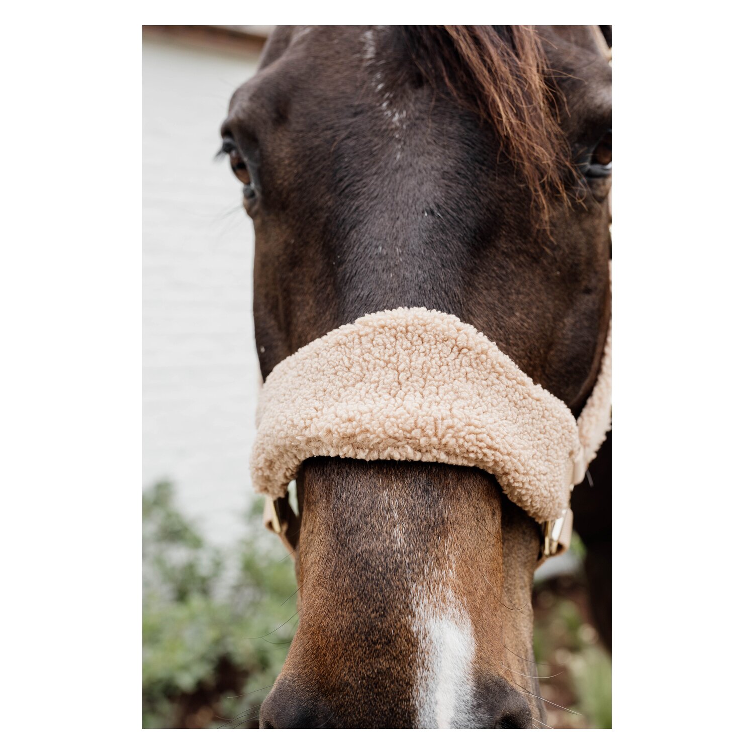 KENTUCKY Teddyfleece-Halfter – Ansicht 8