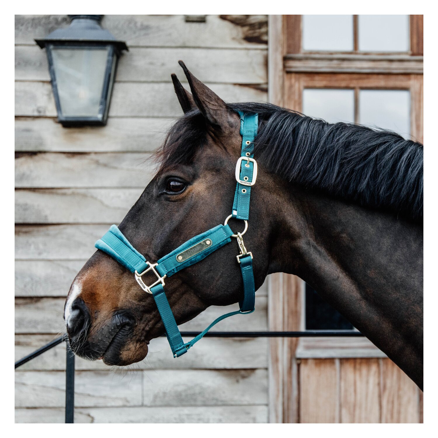KENTUCKY Halfter Velvet – Ansicht 2