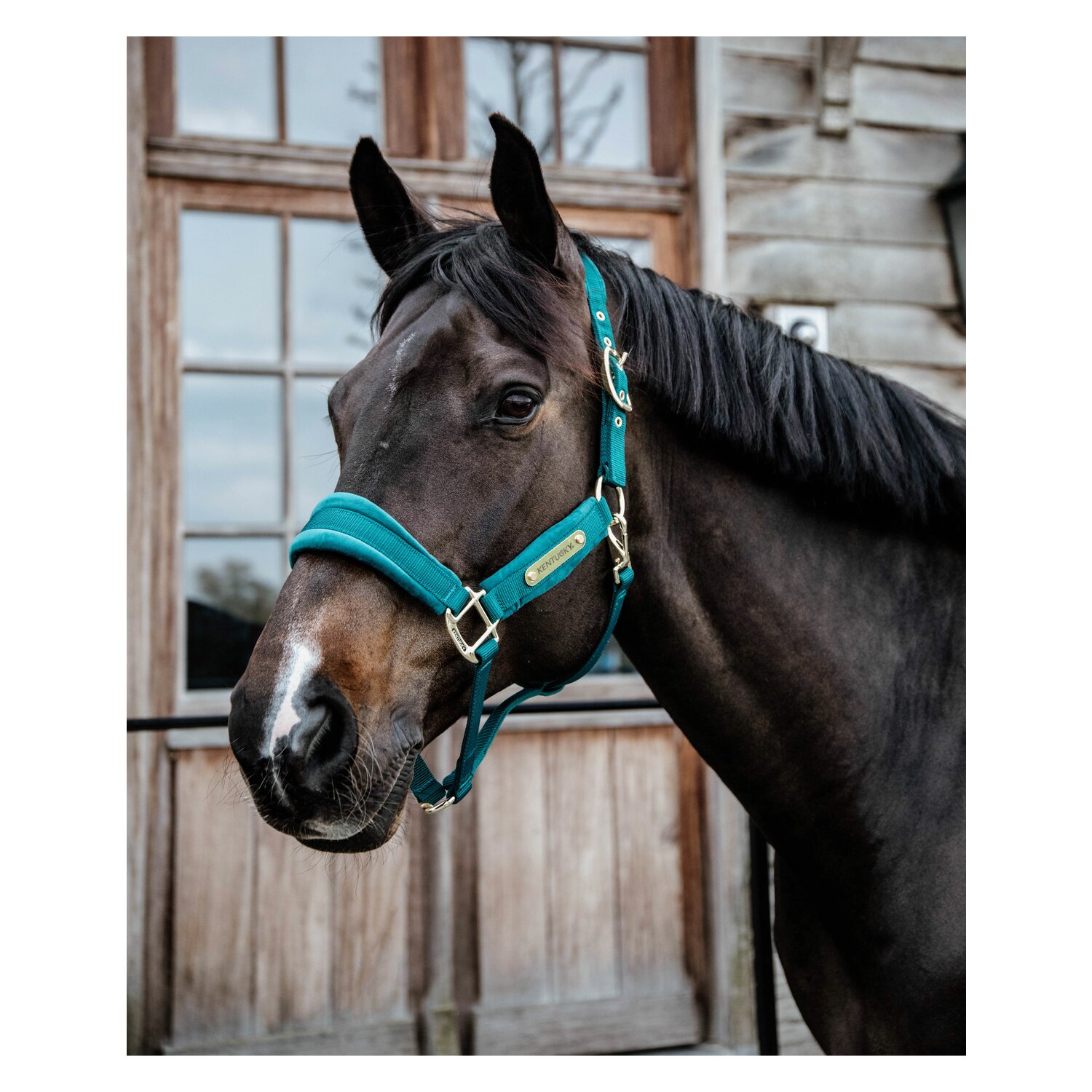 KENTUCKY Halfter Velvet – Ansicht 4