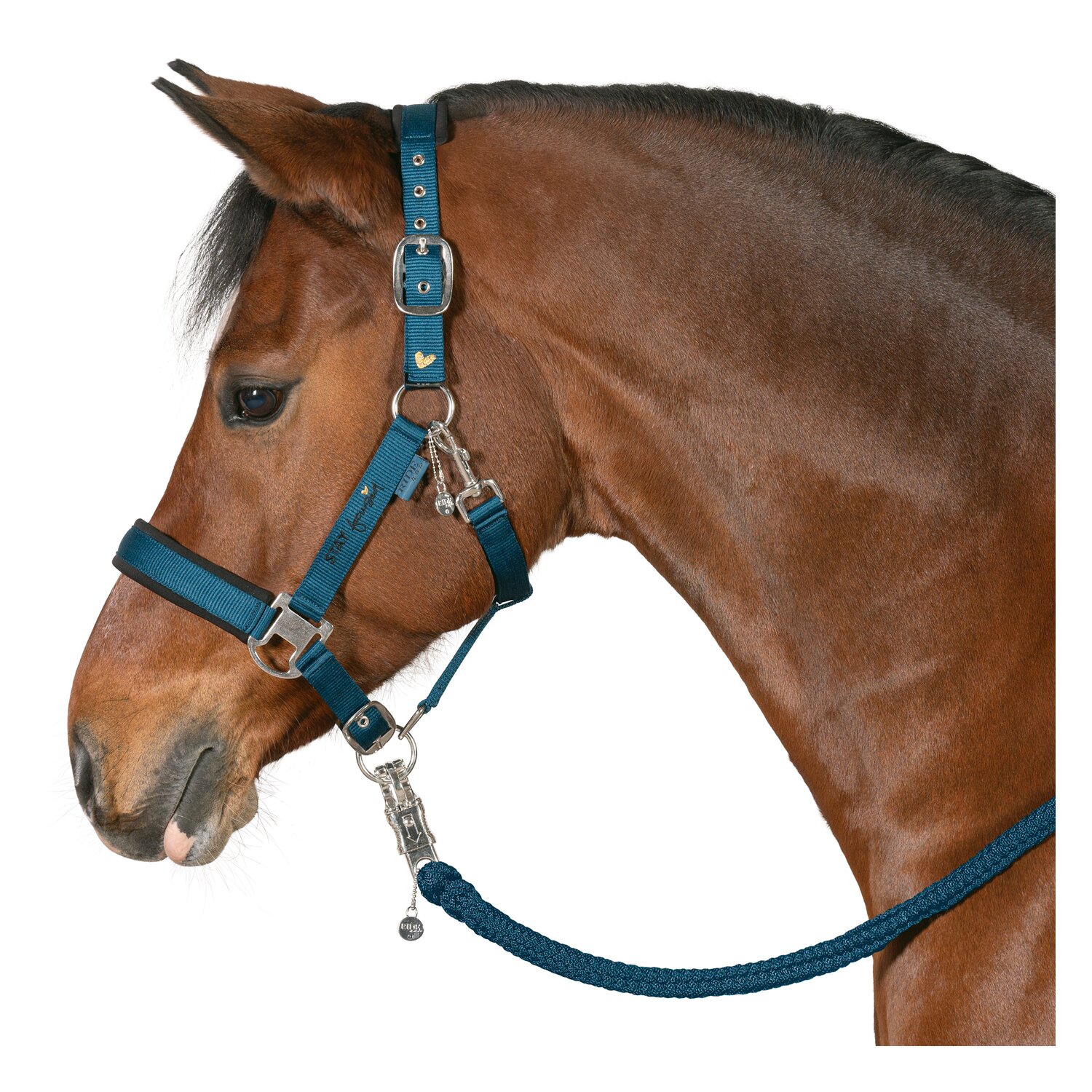 RIDE now Halfter stay focused &ndash; Ansicht 1