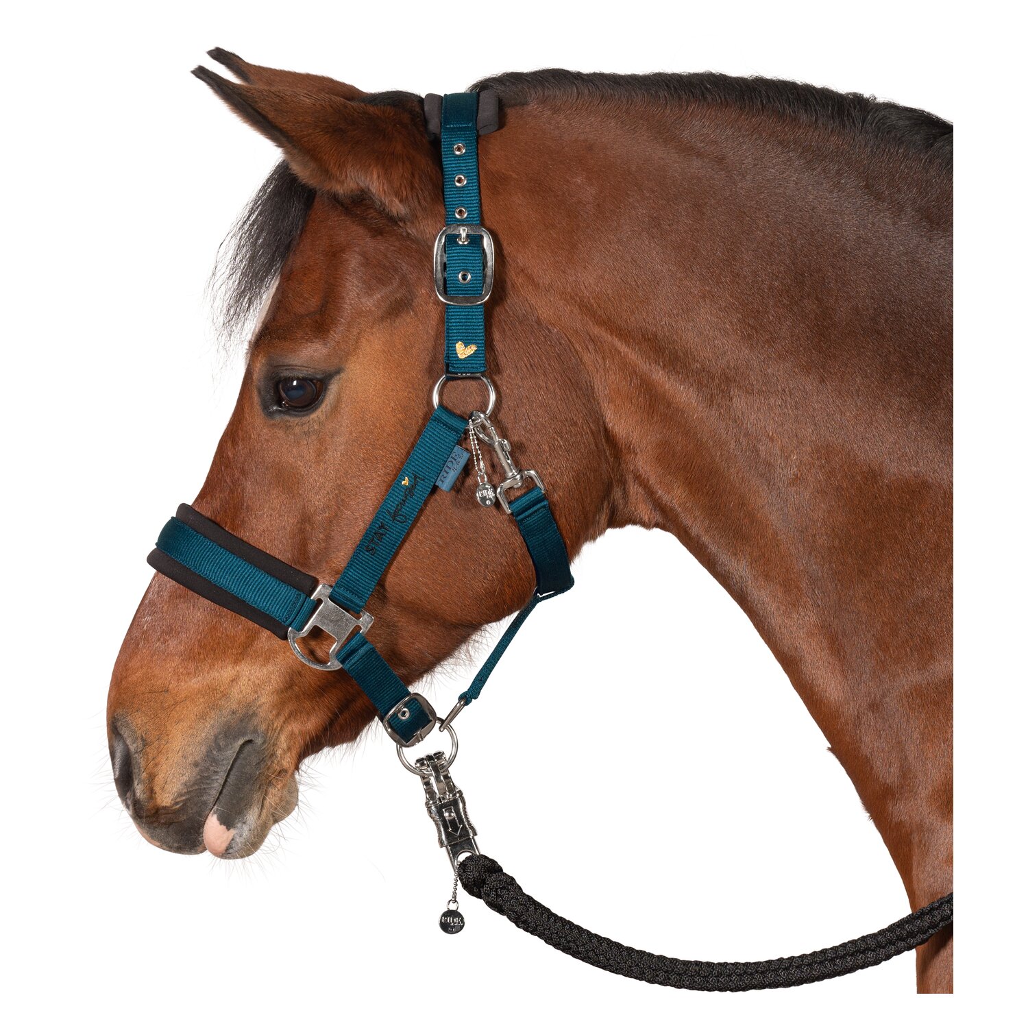 RIDE now Halfter stay focused &ndash; Ansicht 1