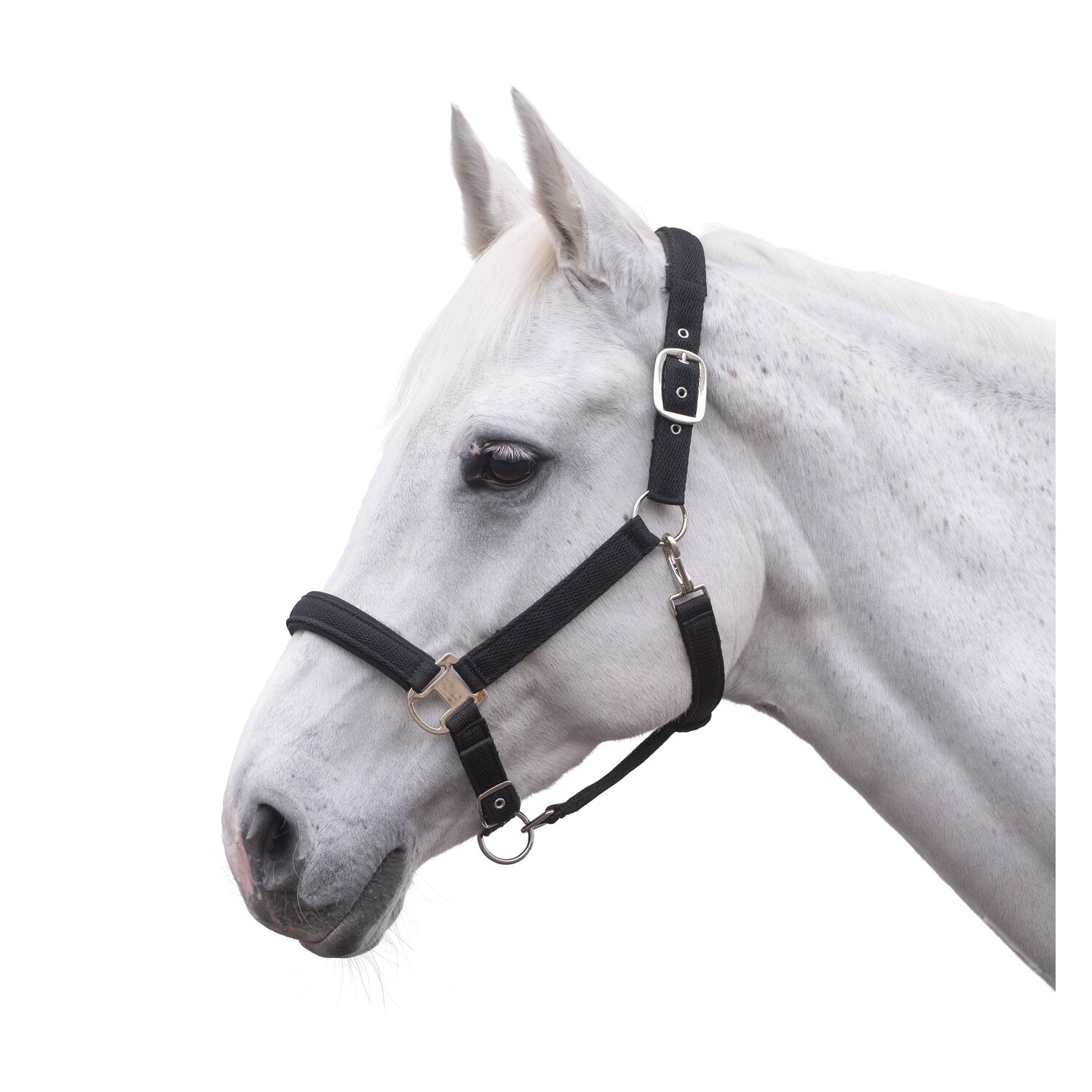 RIDE now Halfter &ndash; Ansicht 1