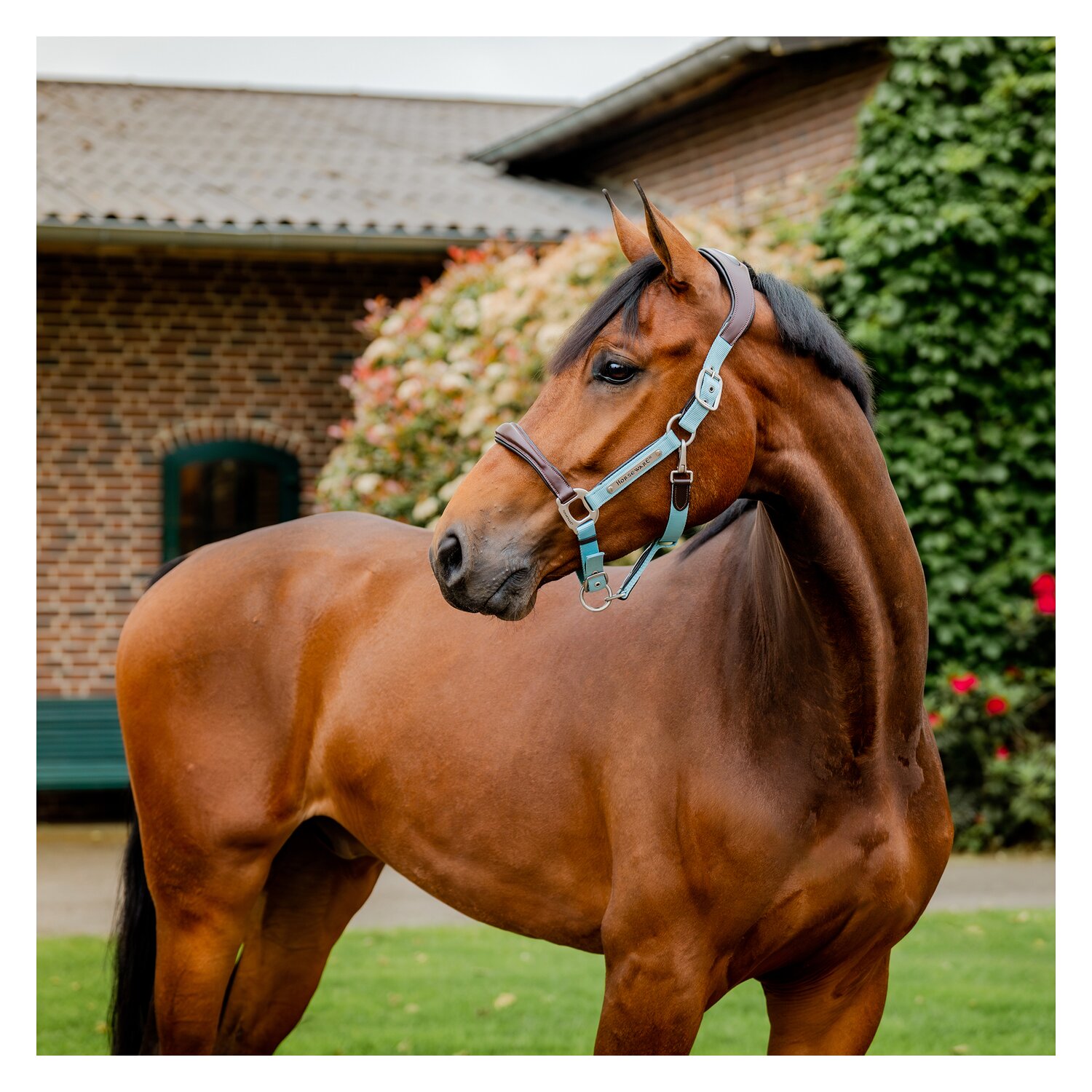 HORSEWARE Signature Halfter – Ansicht 2