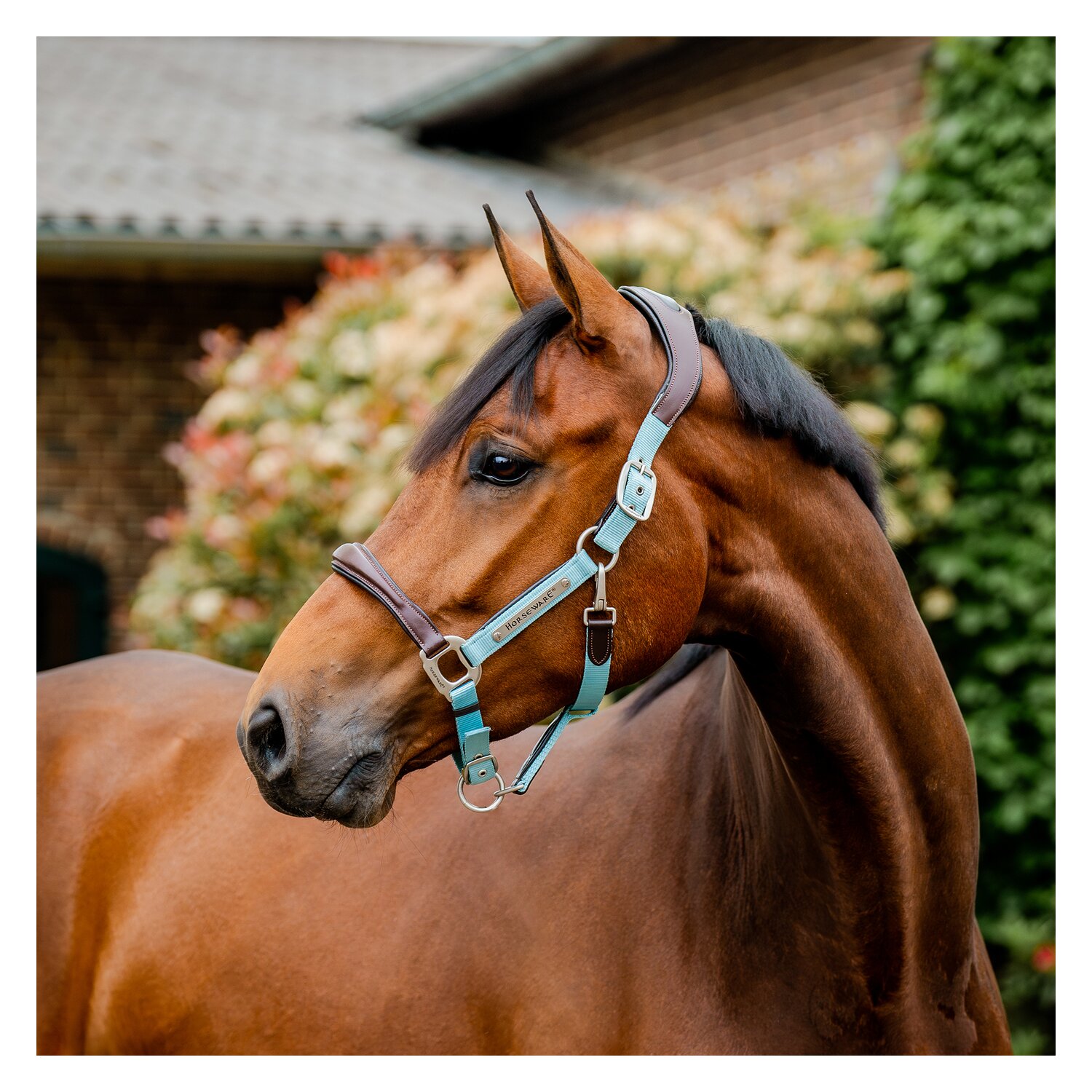 HORSEWARE Signature Halfter – Ansicht 1