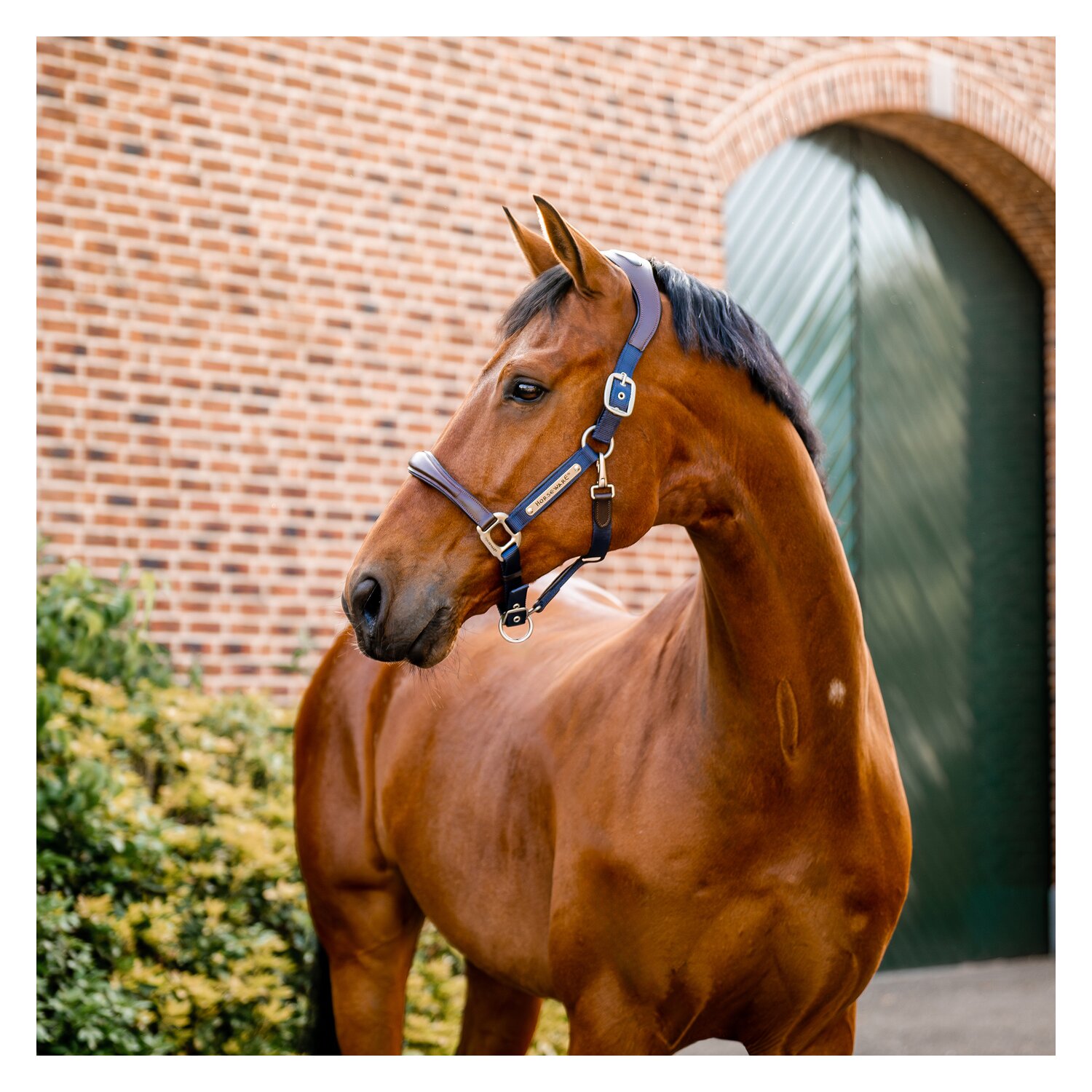HORSEWARE Signature Halfter – Ansicht 2