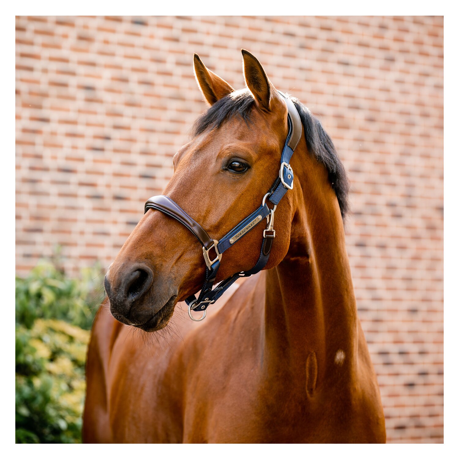 HORSEWARE Signature Halfter – Ansicht 1