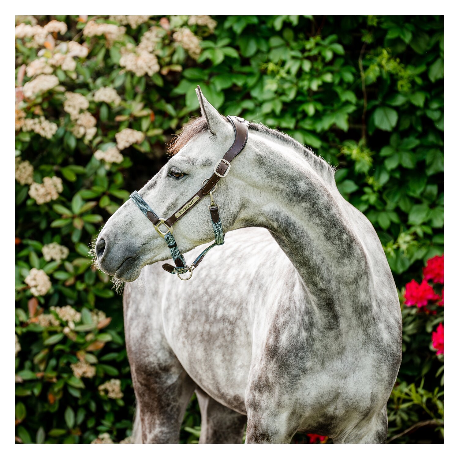 HORSEWARE Signature Halfter Braided – Ansicht 2