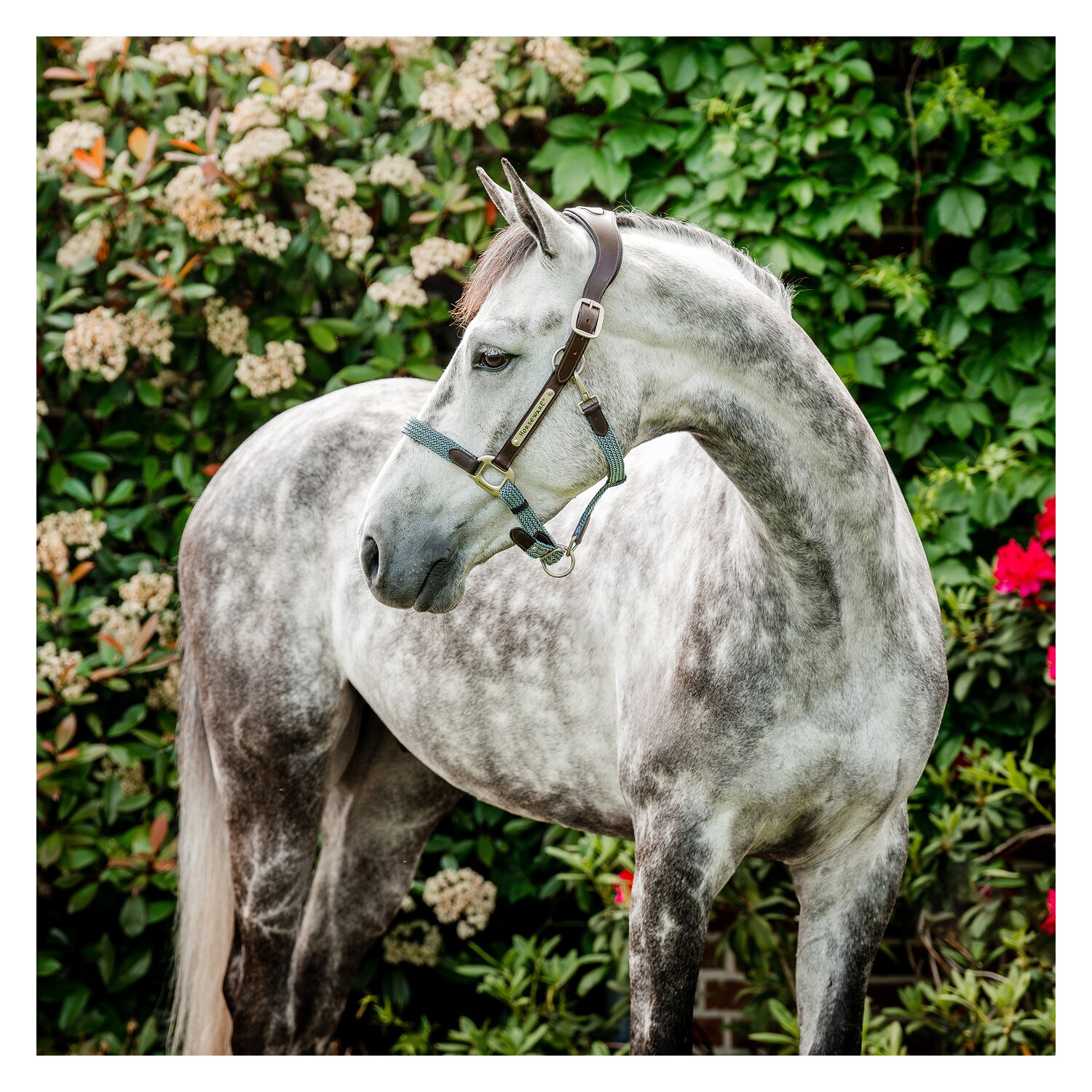 HORSEWARE Signature Halfter Braided – Ansicht 1