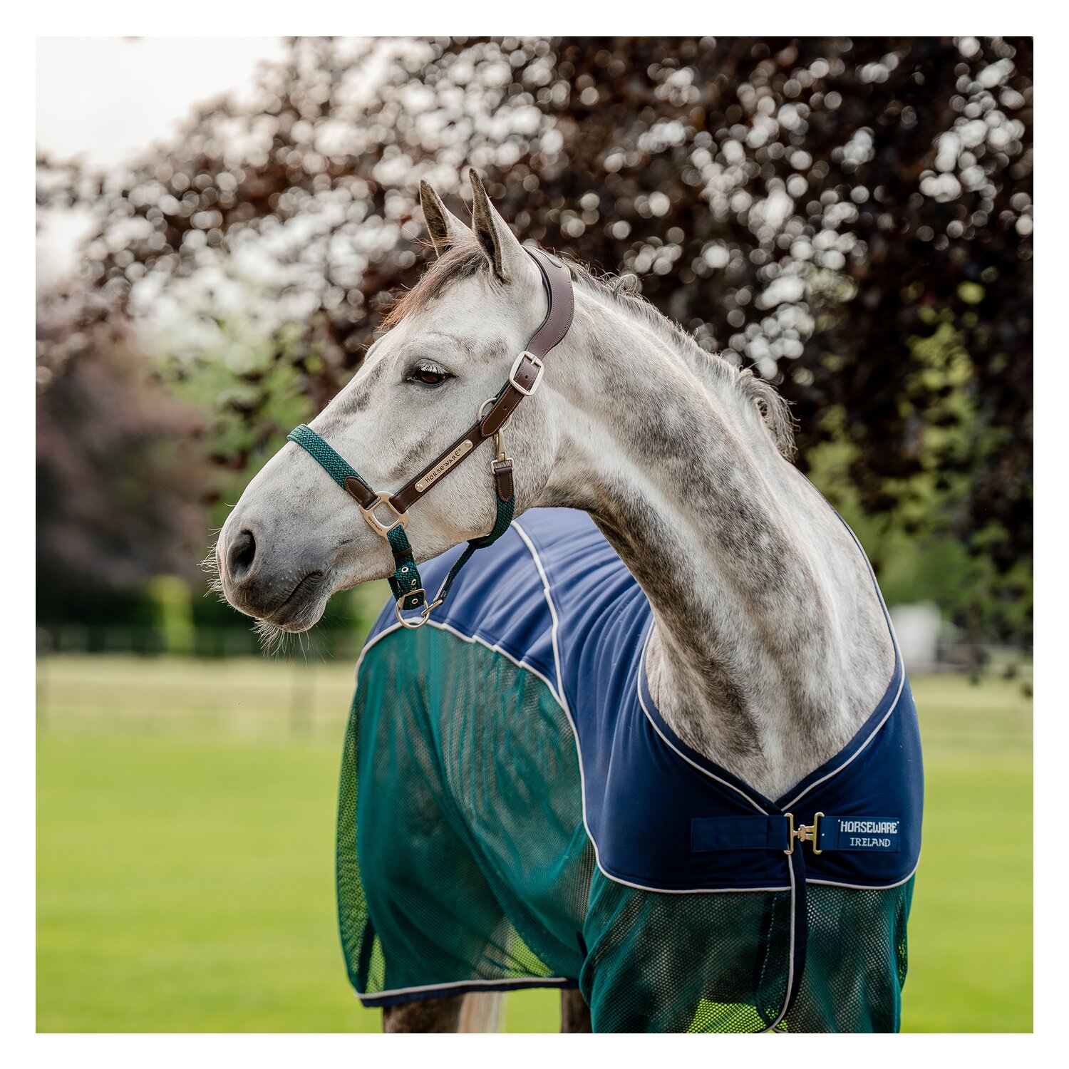 HORSEWARE Signature Halfter Braided – Ansicht 2