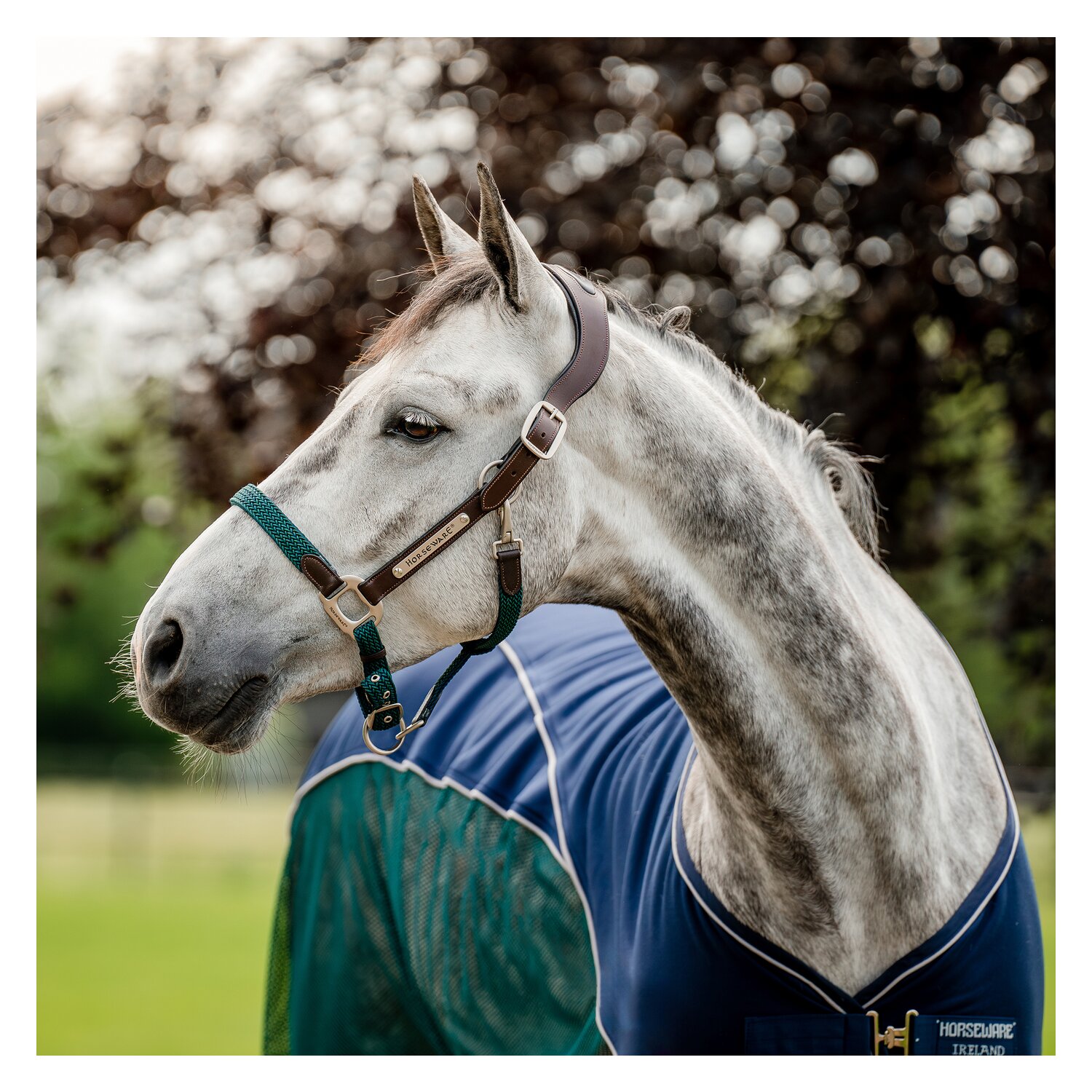 HORSEWARE Signature Halfter Braided – Ansicht 1