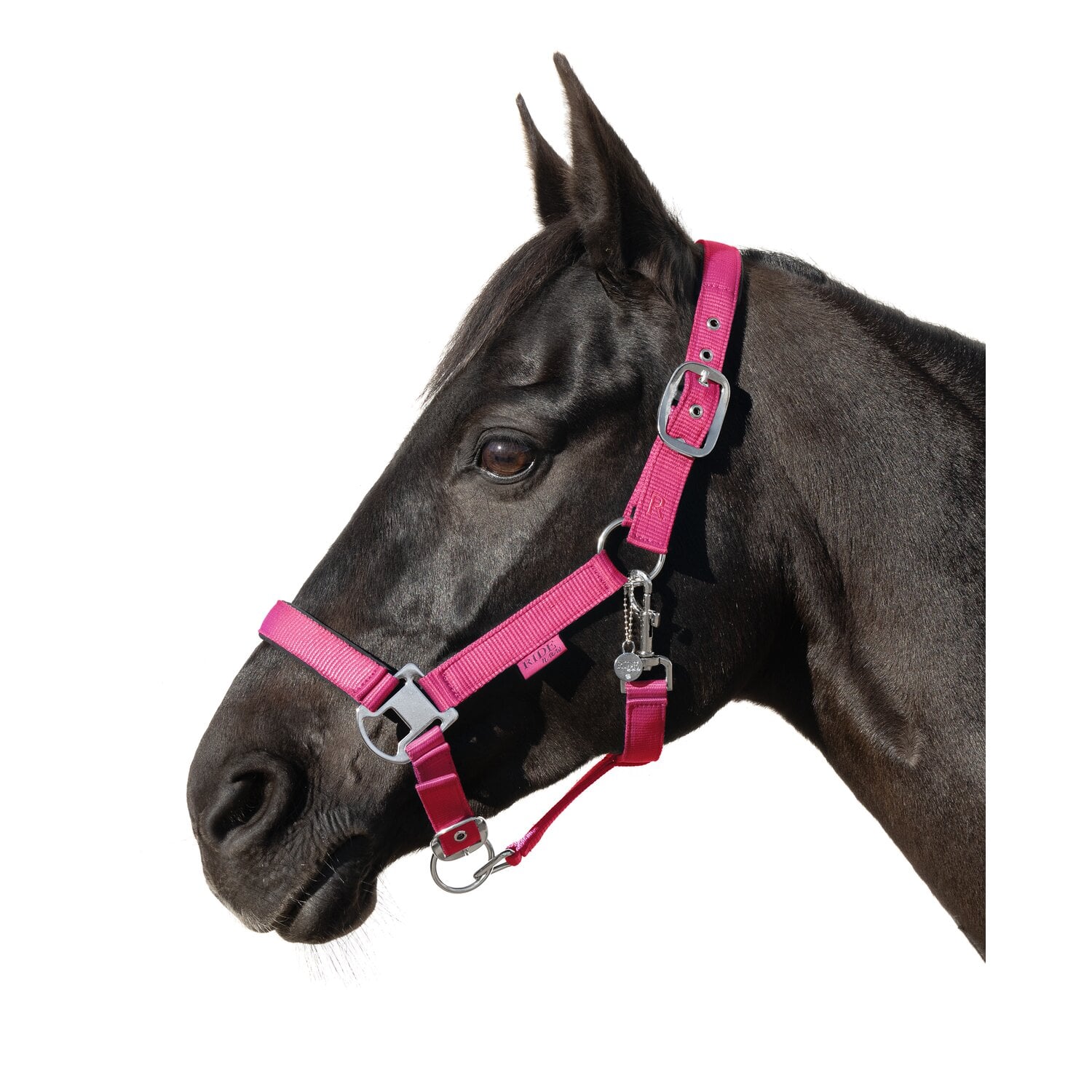 RIDE now Halfter &ndash; Ansicht 1