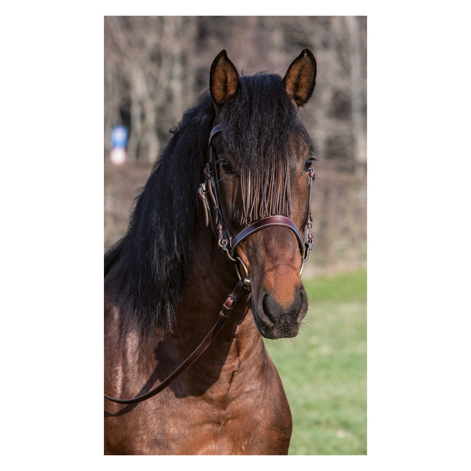 Spanischer Trensenzaum &ndash; Ansicht 1