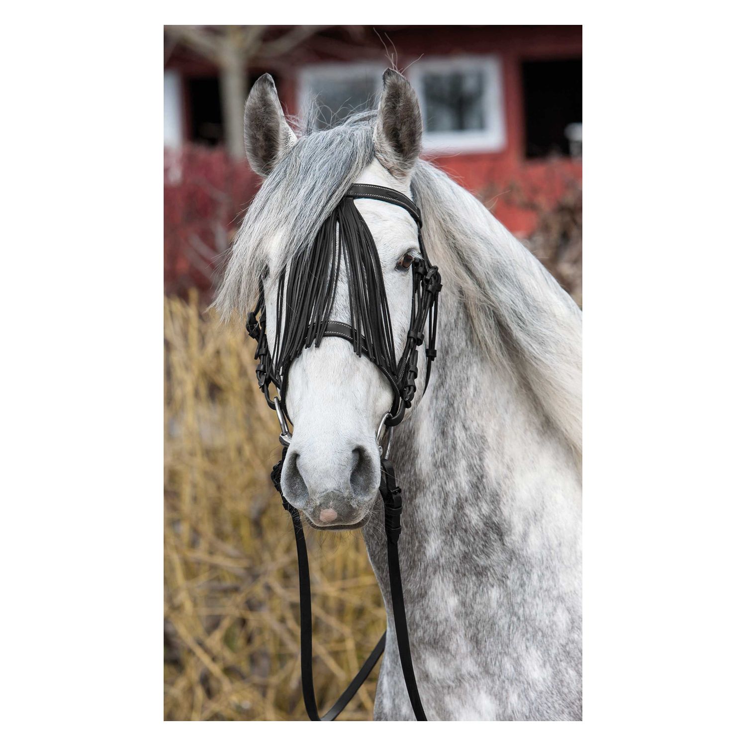 Spanischer Trensenzaum – Ansicht 1