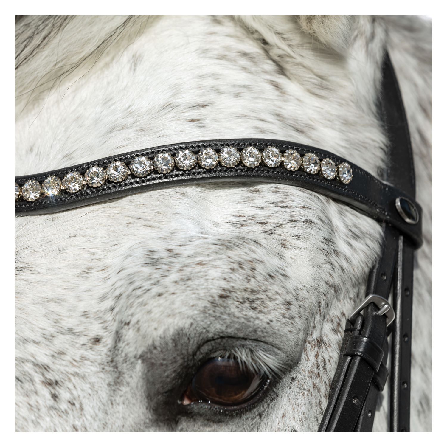 Loesdau Trensenzaum Venice – Ansicht 3