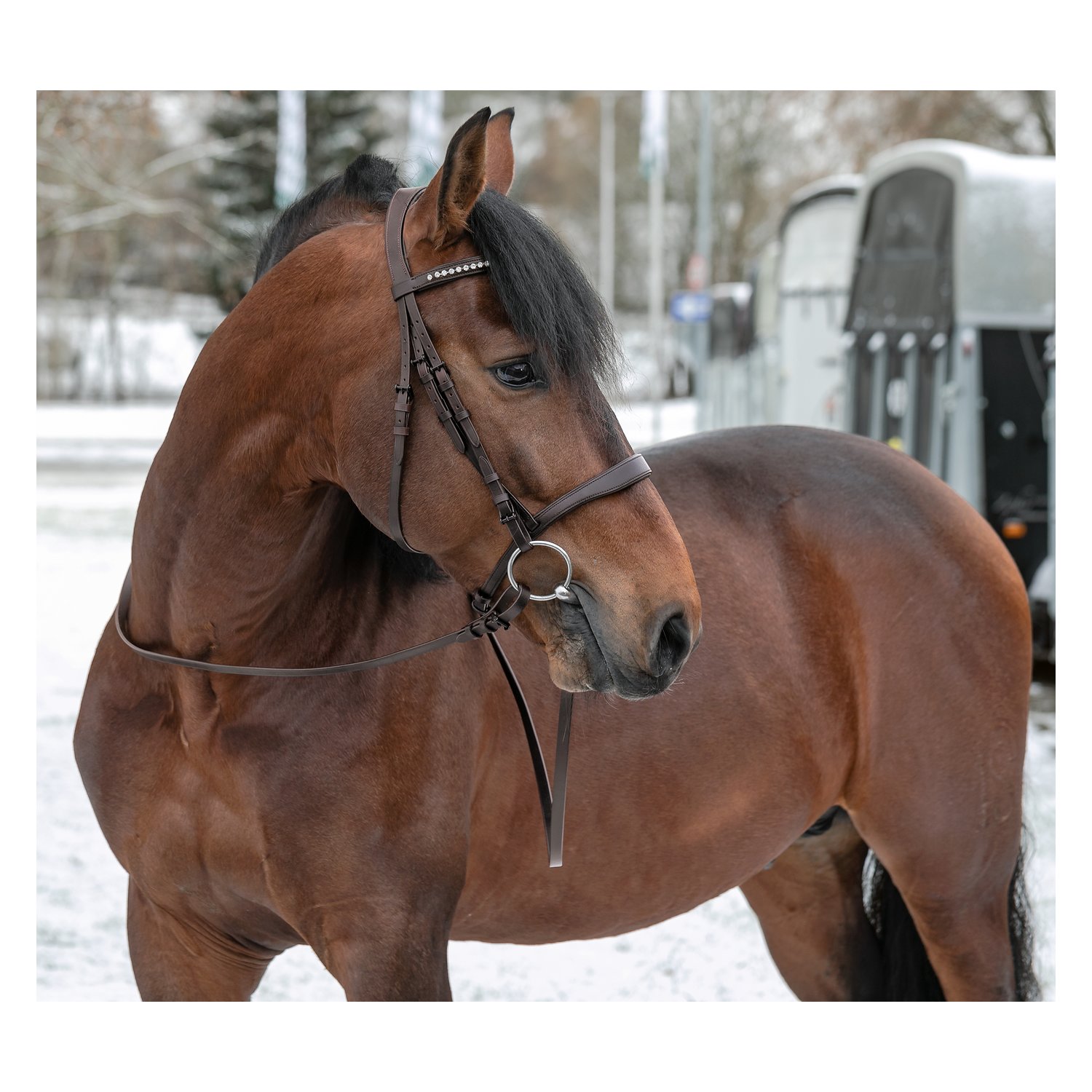 Trensenzaum Jerez &ndash; Ansicht 2