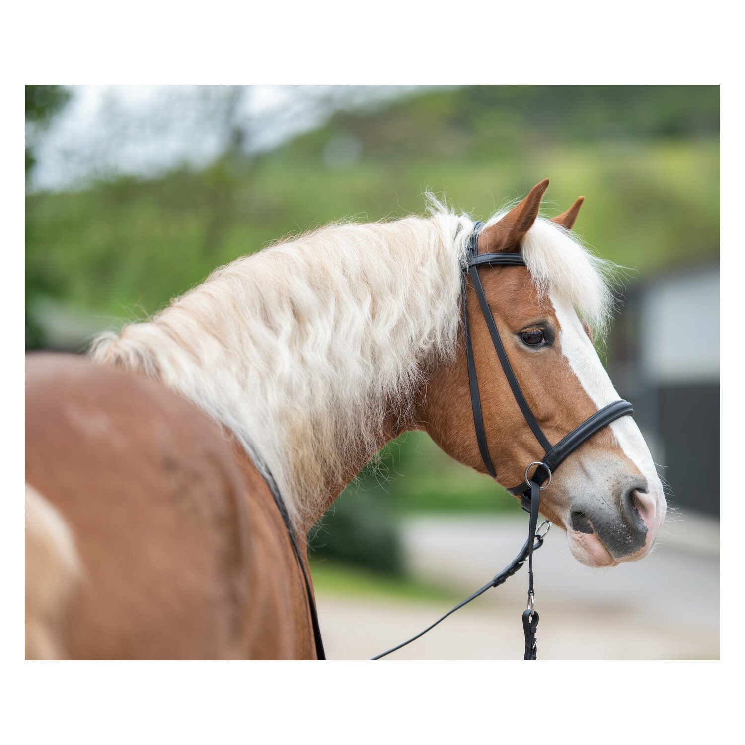 F.R.A. Gebisslose Zäumung Indy - Skala 5 – Ansicht 1