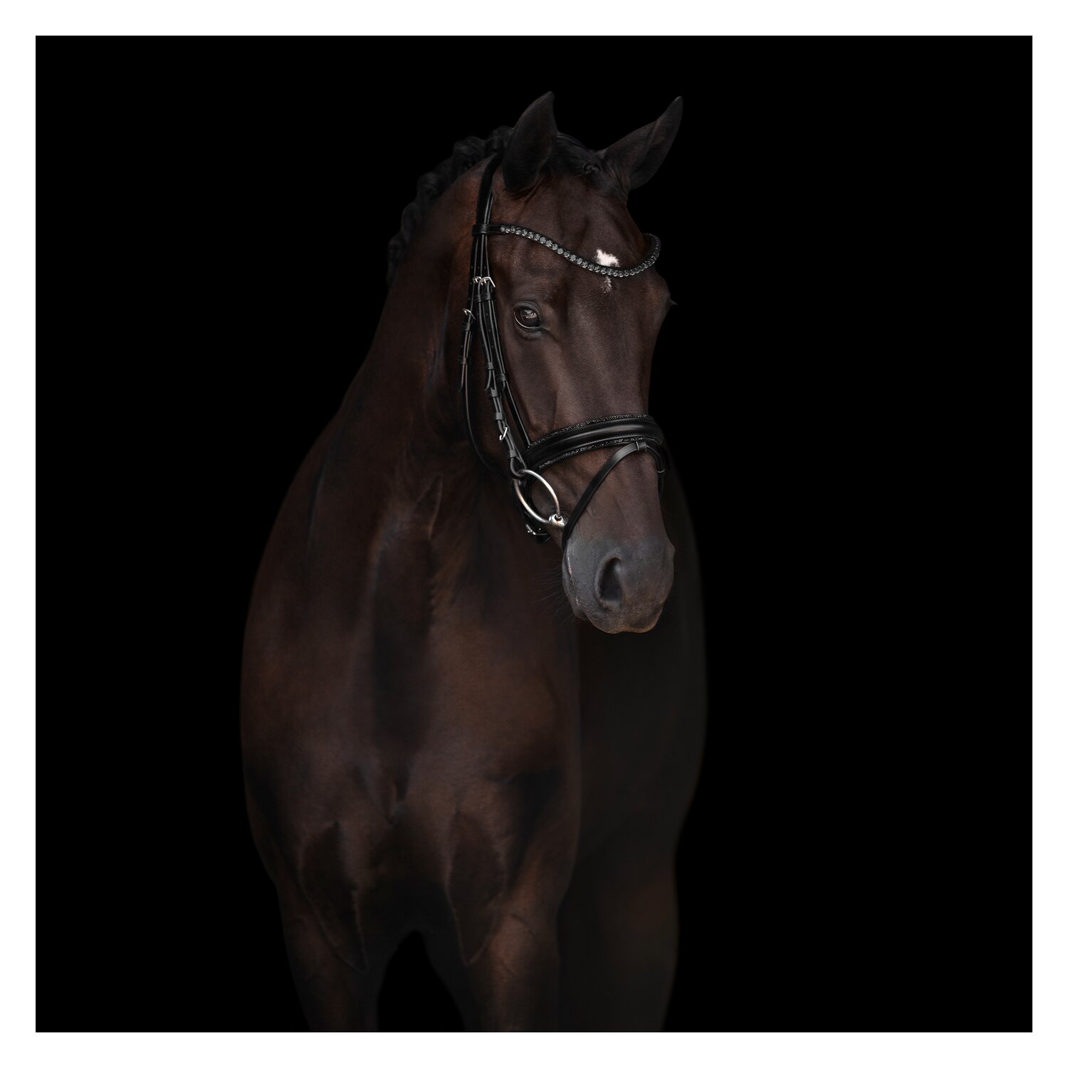 kieffer Trensenzaum Grace – Ansicht 2