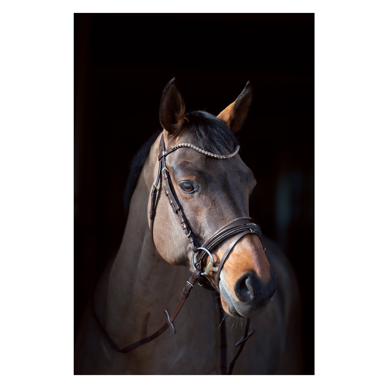 Cheval de Luxe Trensenzaum San Francisco – Ansicht 5