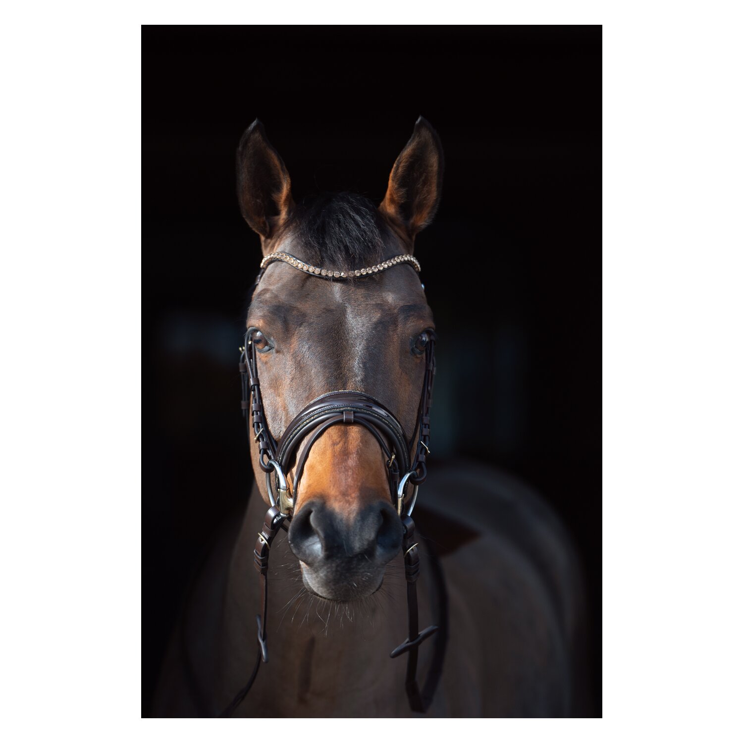 Cheval de Luxe Trensenzaum San Francisco – Ansicht 6